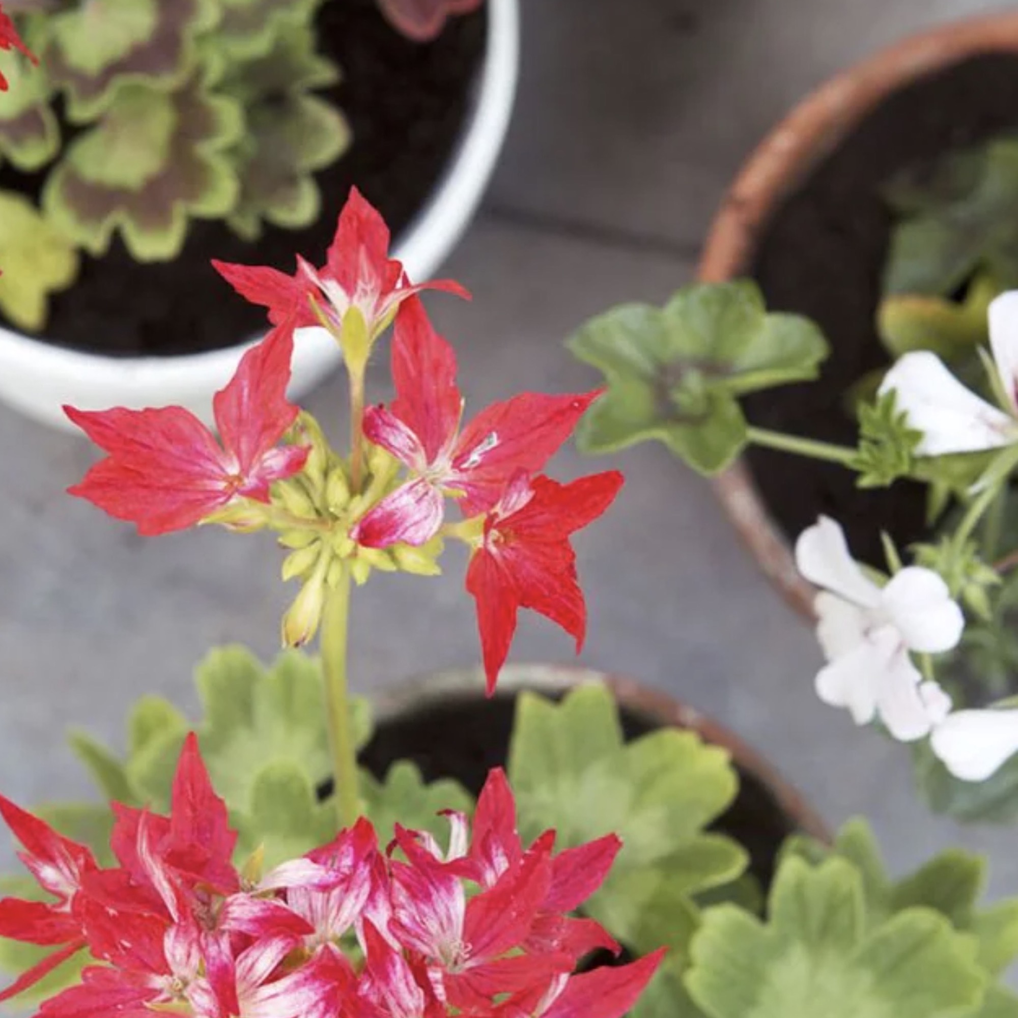 9f09d038ac63471335553bde64952e41