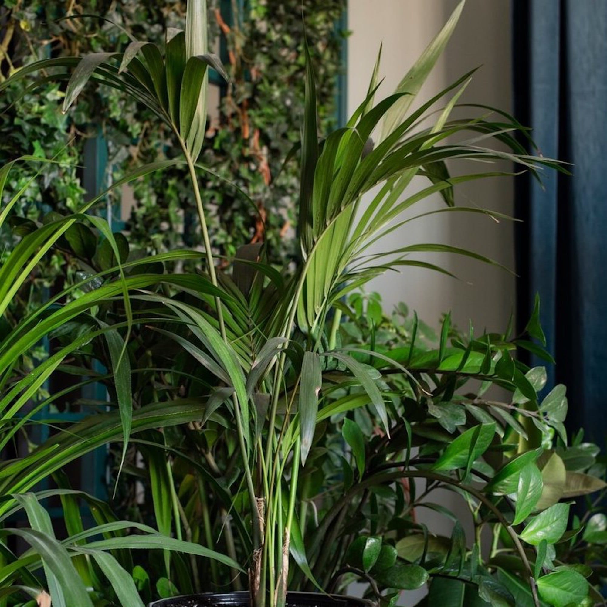 4950b3daa6fc10fa0cae8b33ef4bd1c5