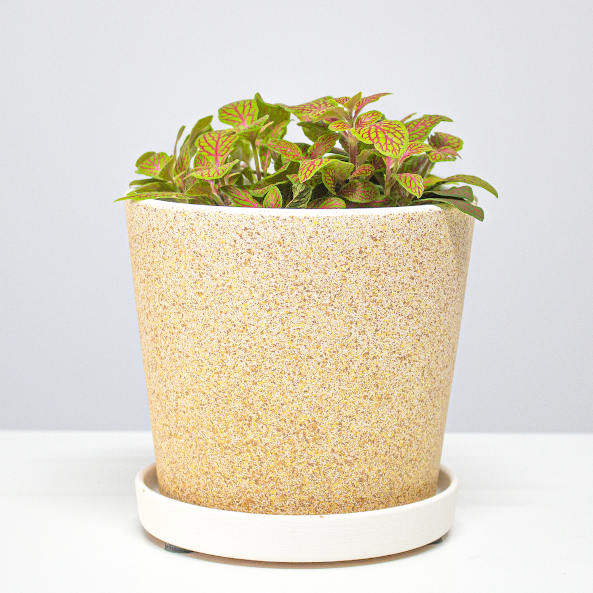 6b4d3898720939bc74ab6bdd7903661a