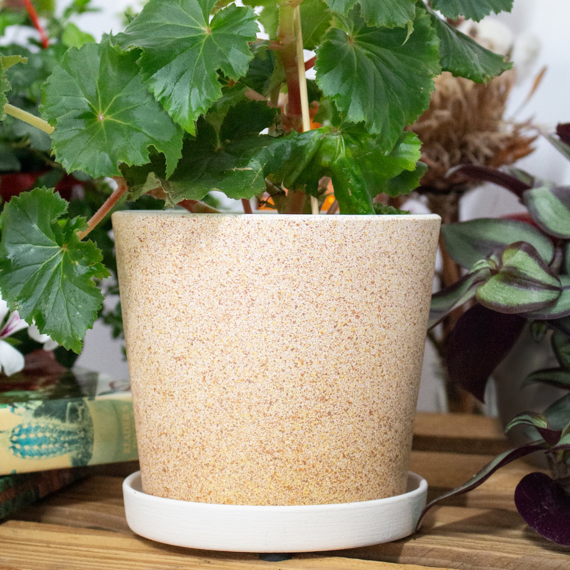 a588e0d48d758866a9134e71d4116537