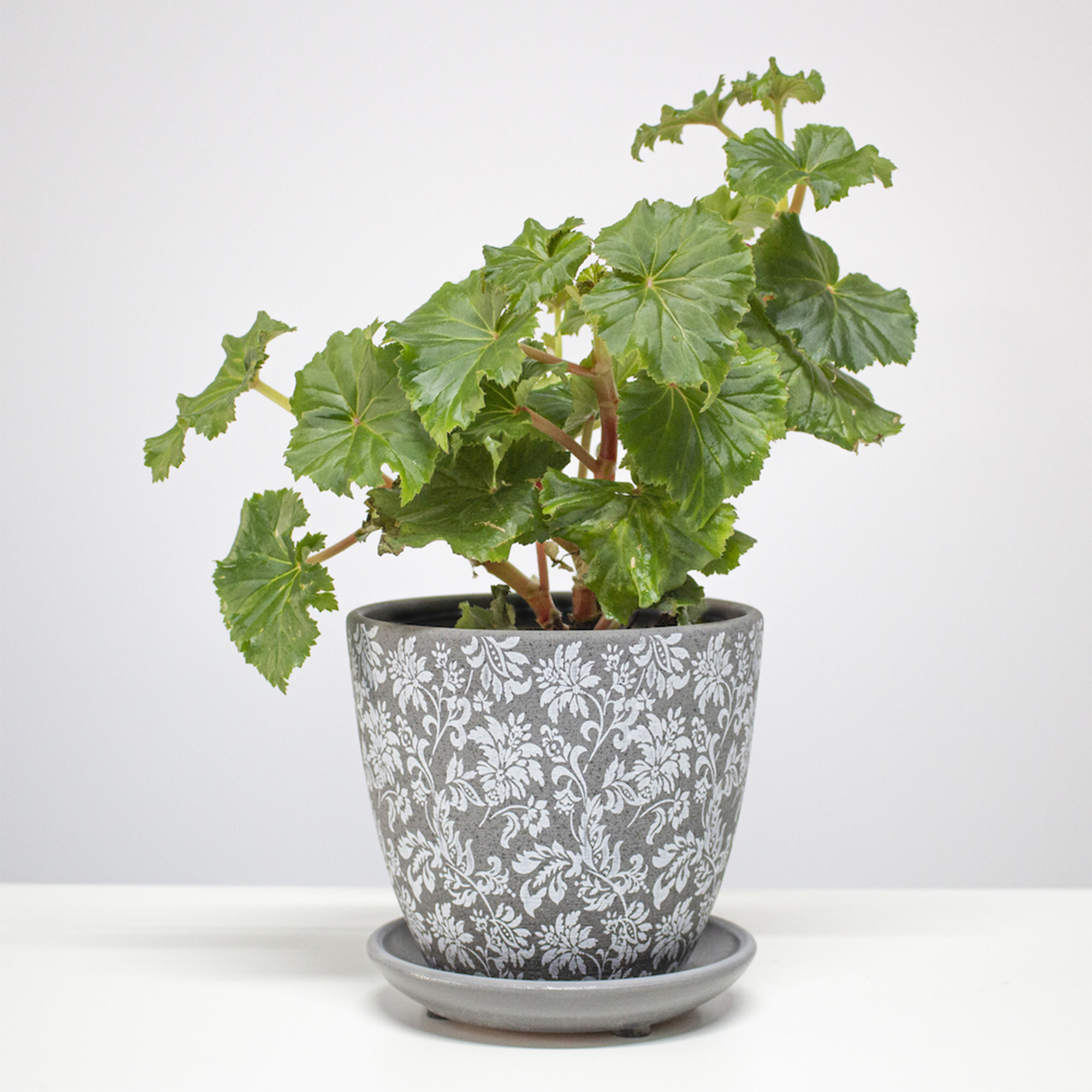 1831f93c067ad896509b349eaa1058e1