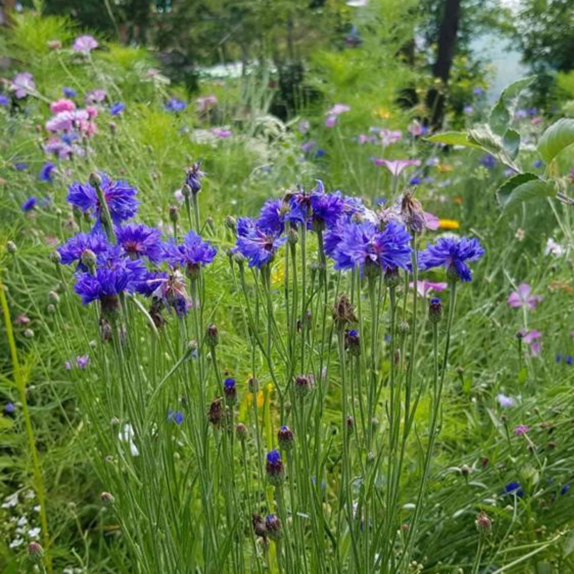 40fa74d9b1f3a55825120b1fdabb5e11