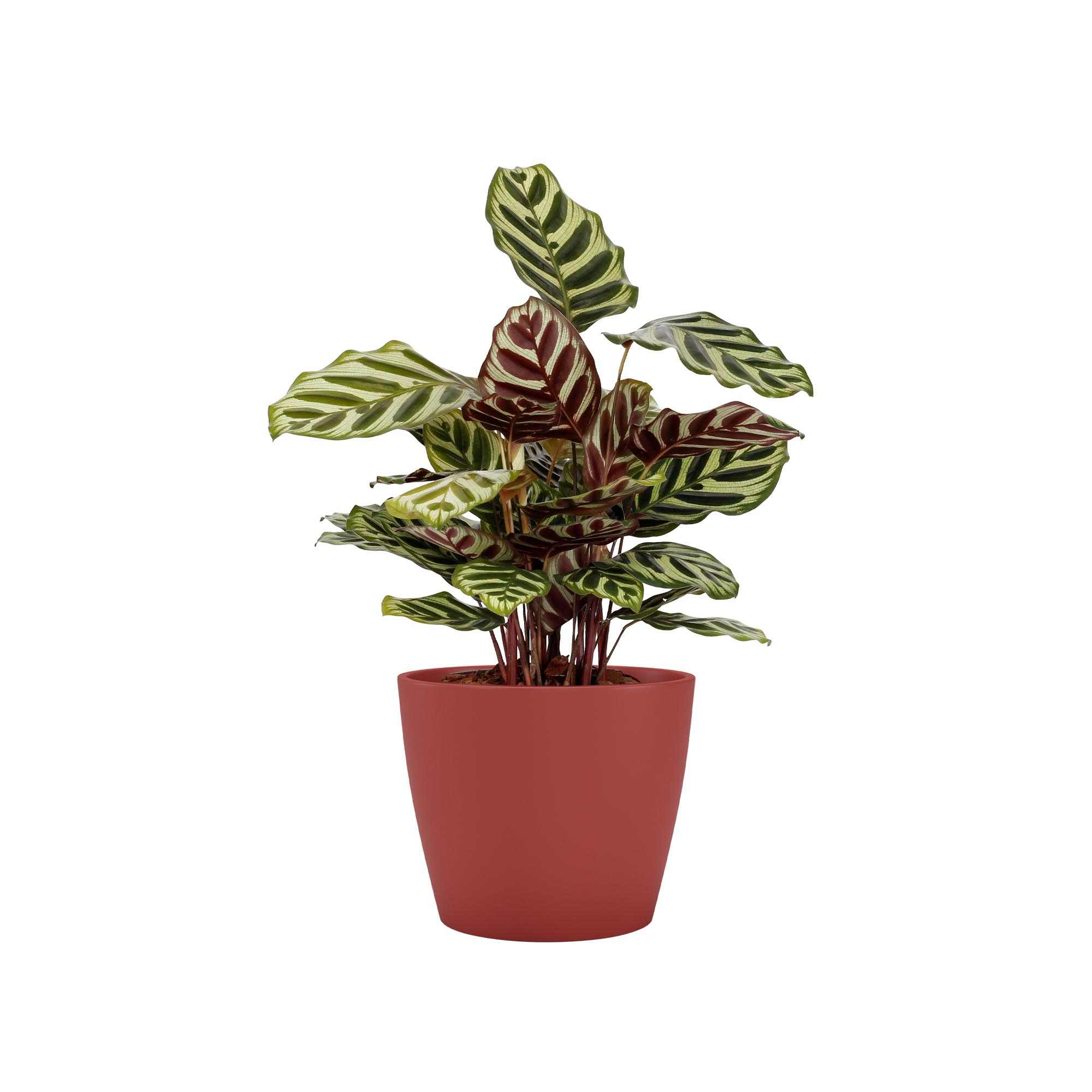 c35e49e9b9760013e27170b7b3a2534d