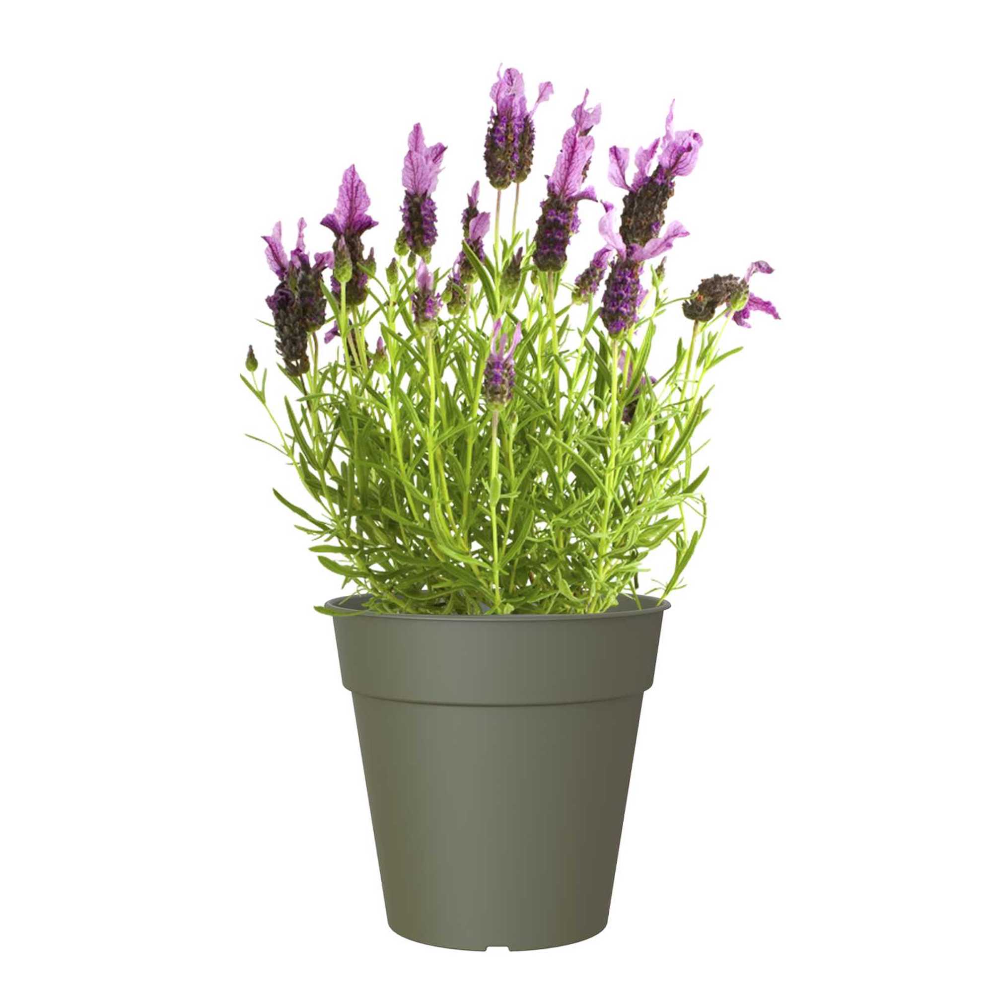 08d64dde04243e3d2f3905258157981d