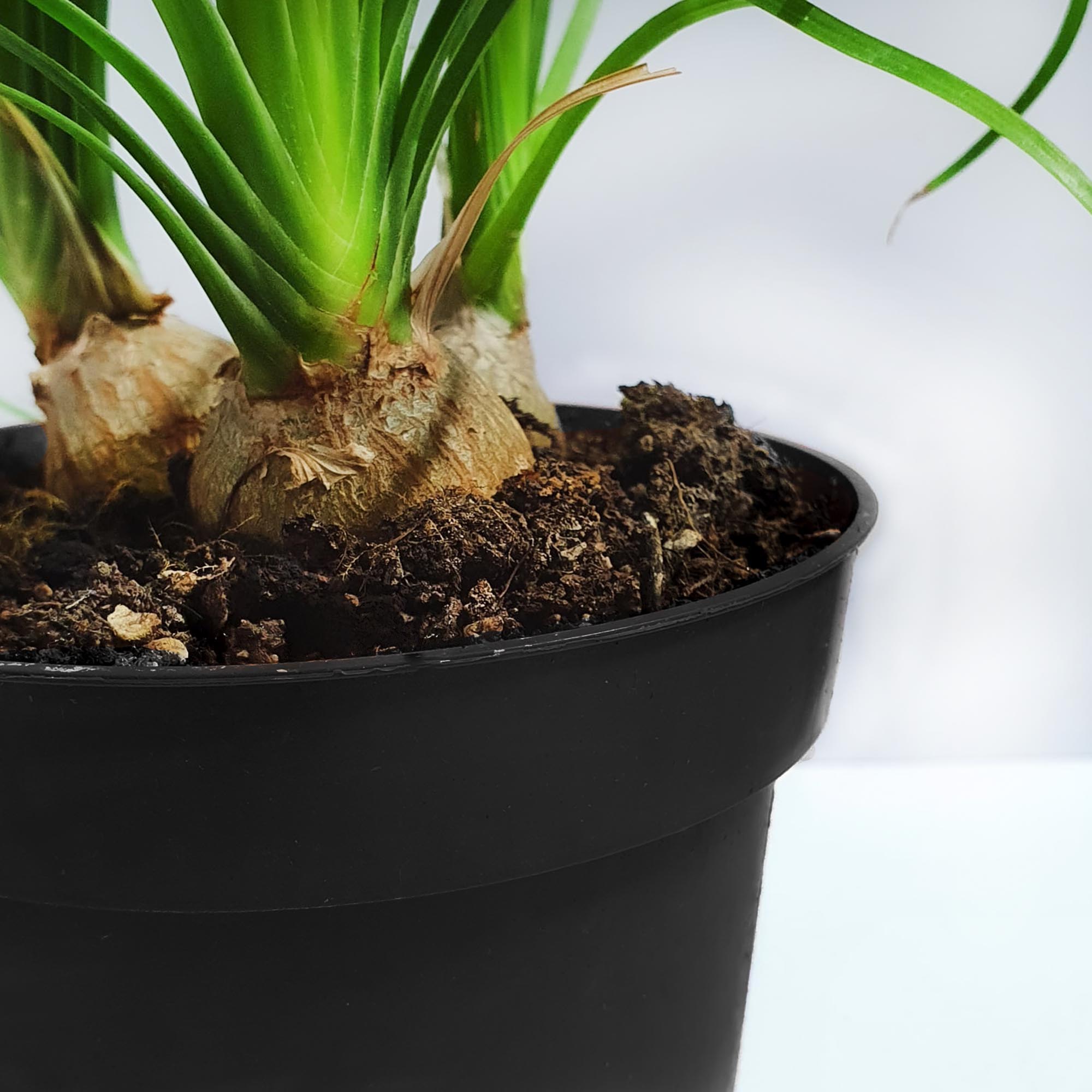 10e882b84b323ce0d2dbfae5d494ffa0