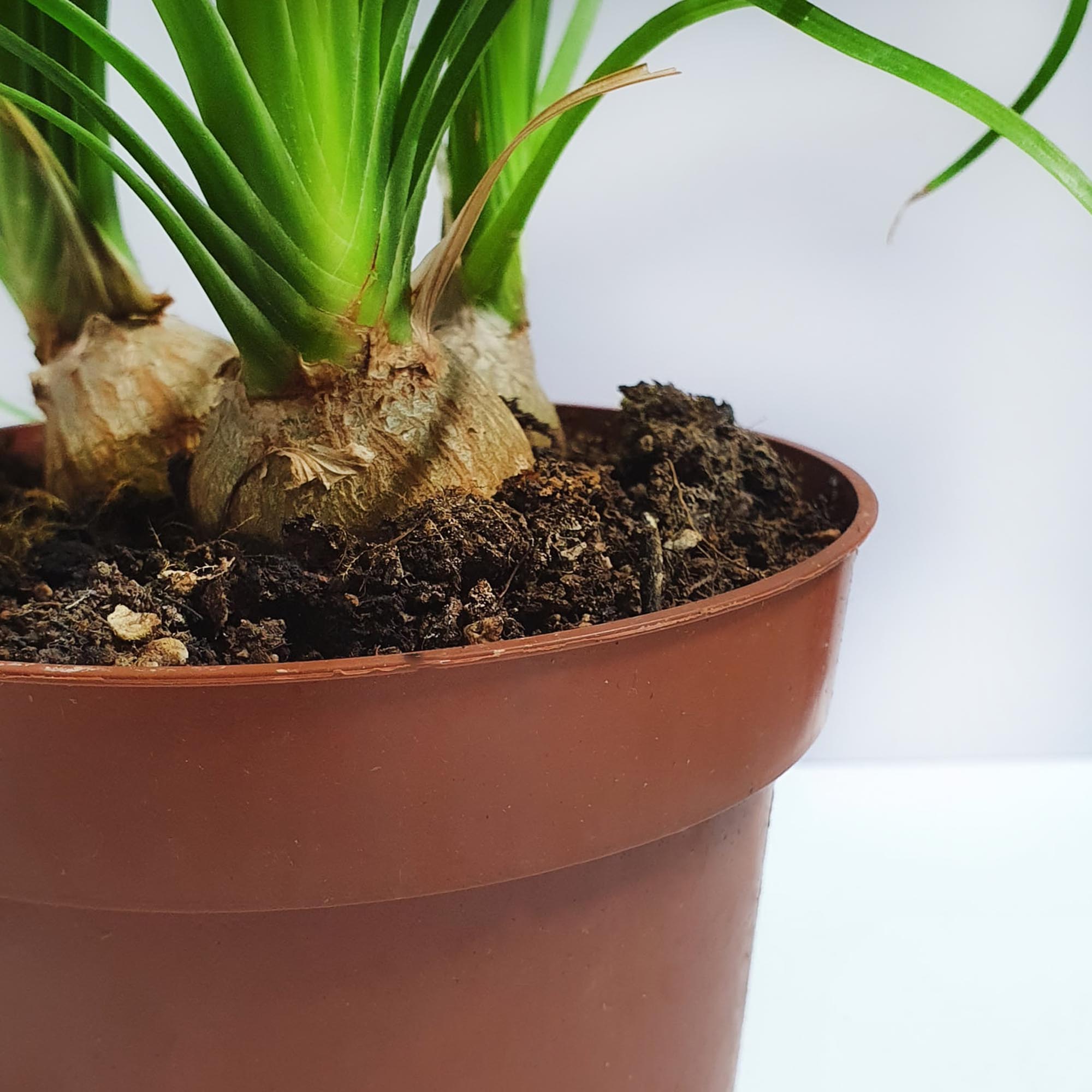 1d2cd5d19529b4f2c406475fac43a10c