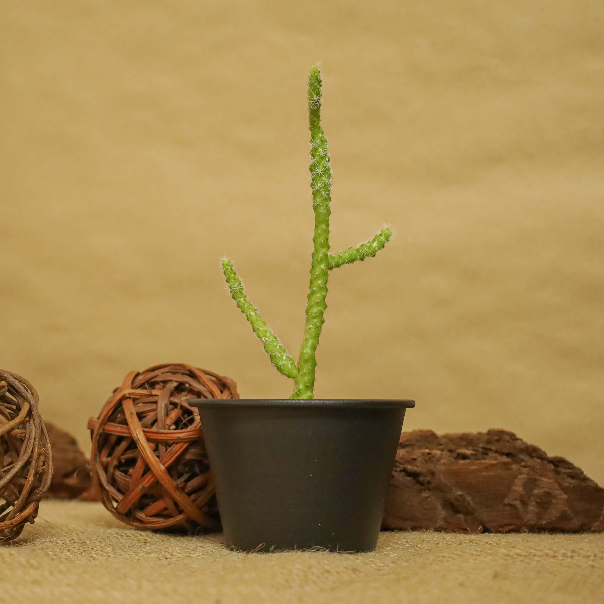 9e93a74a67235a5d9fd67a540b0211ad