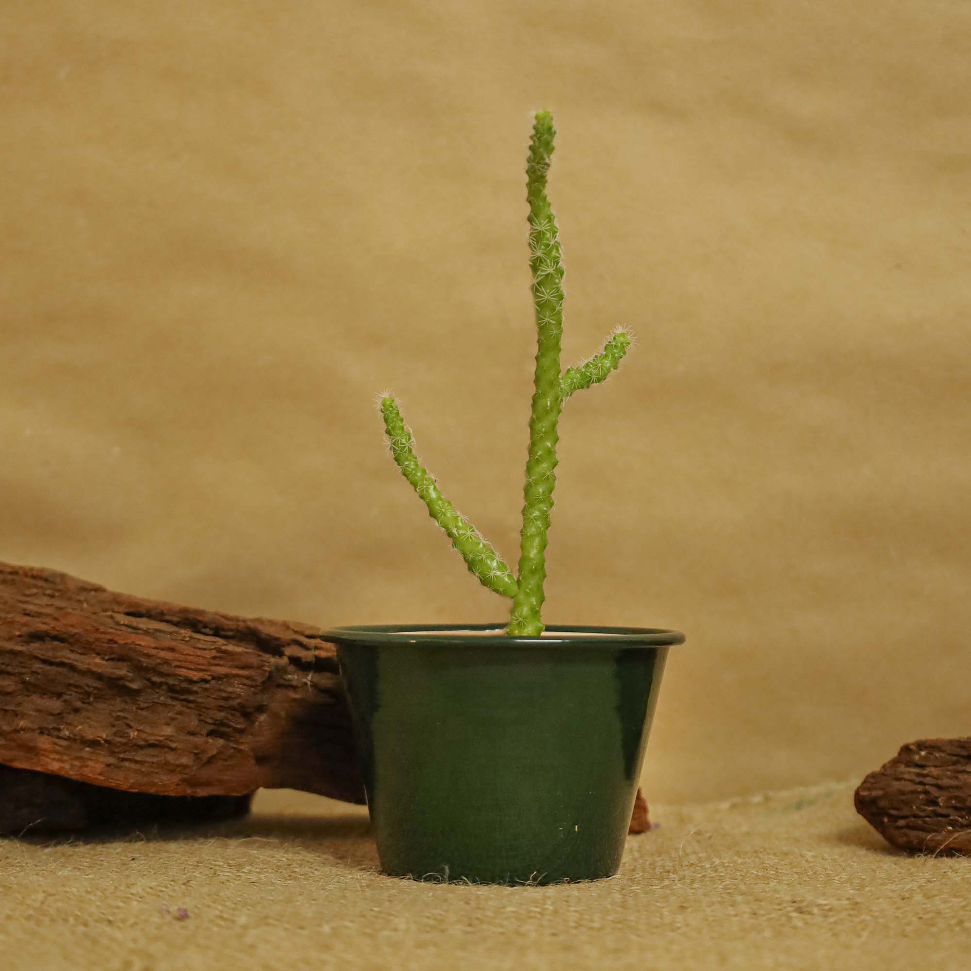 85ec6bcc3125f8341662e060ec3217cc