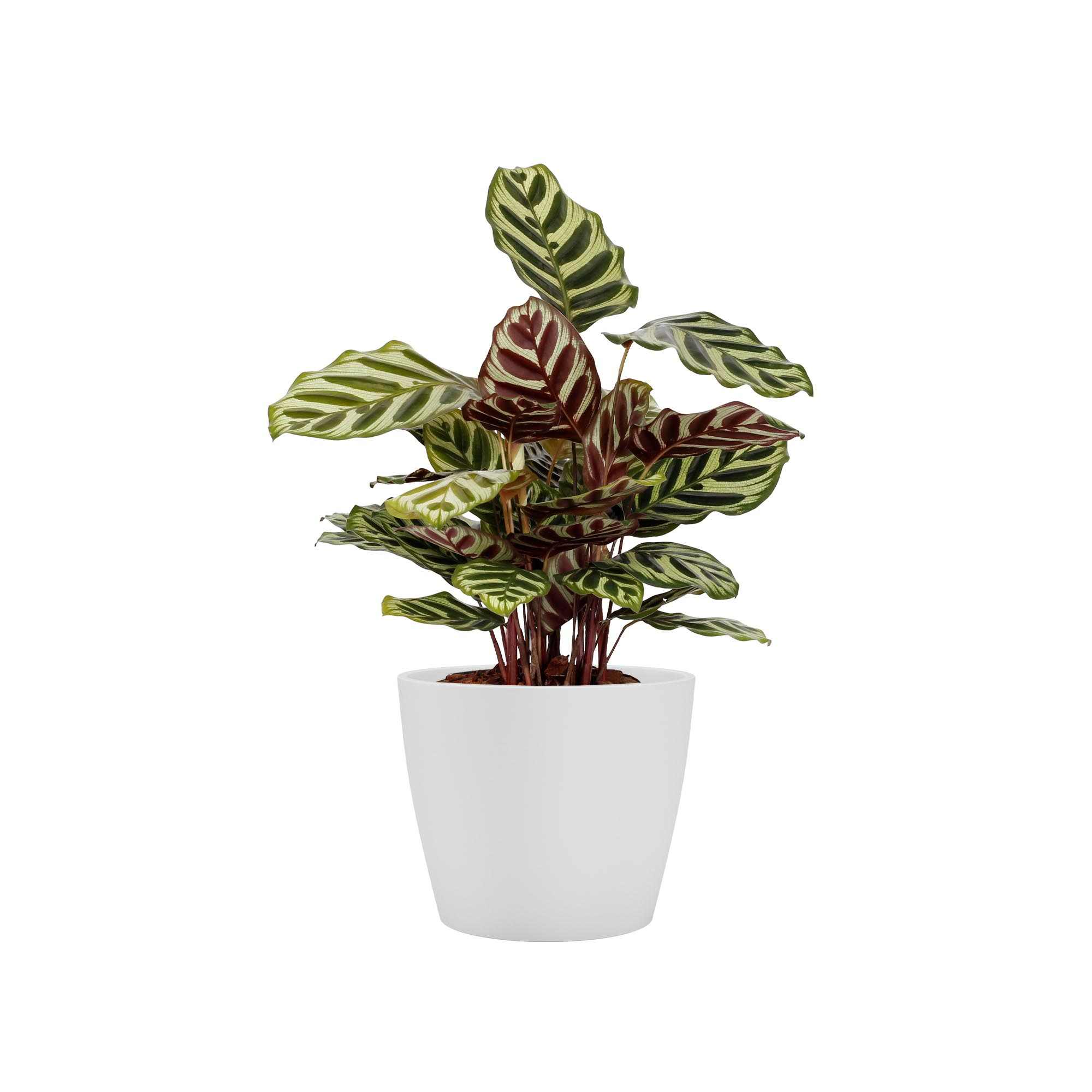 c8497cbbdfc8a2488a863edfb207cf19