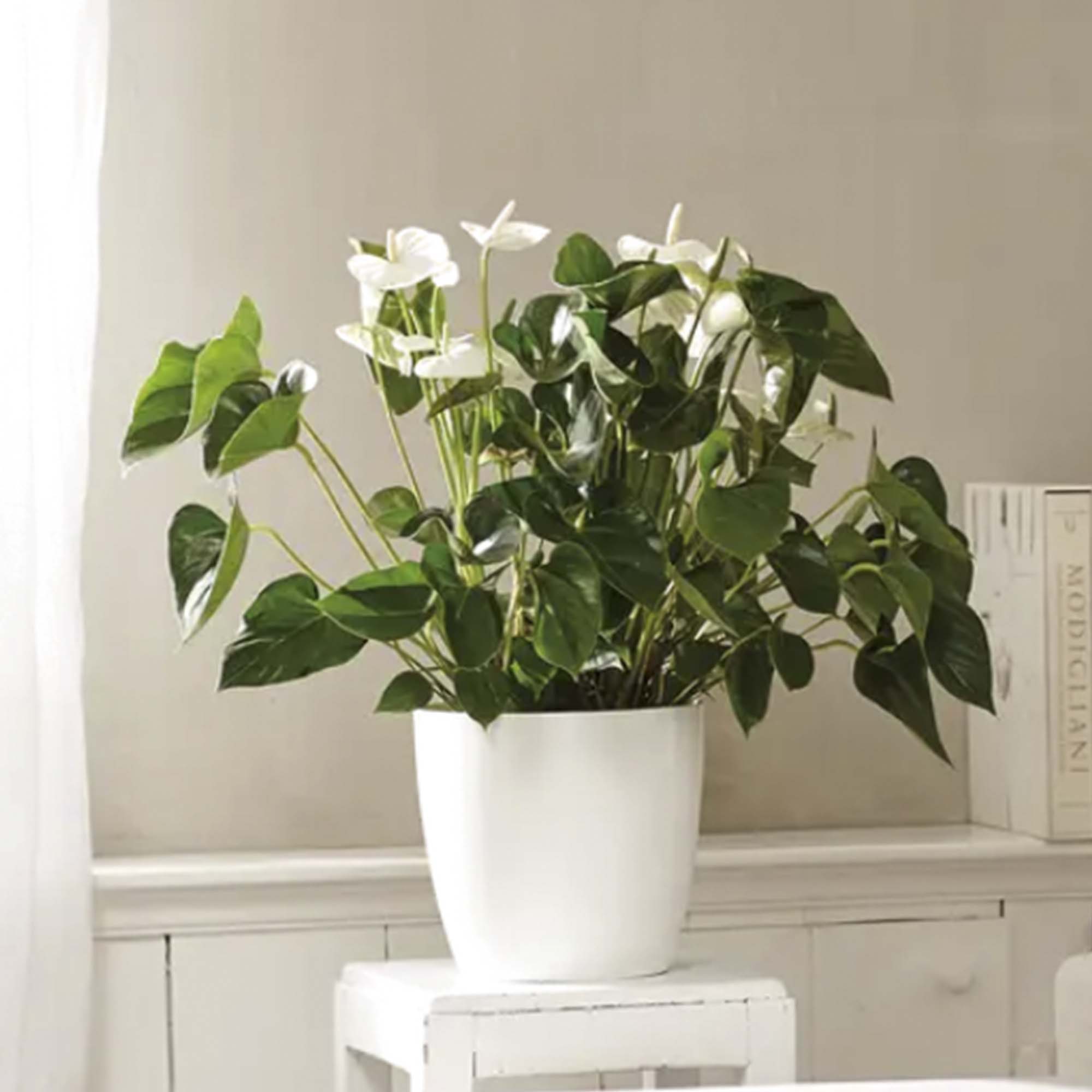 4be4d2a7873ce9fcd7dba1d957fd5b50