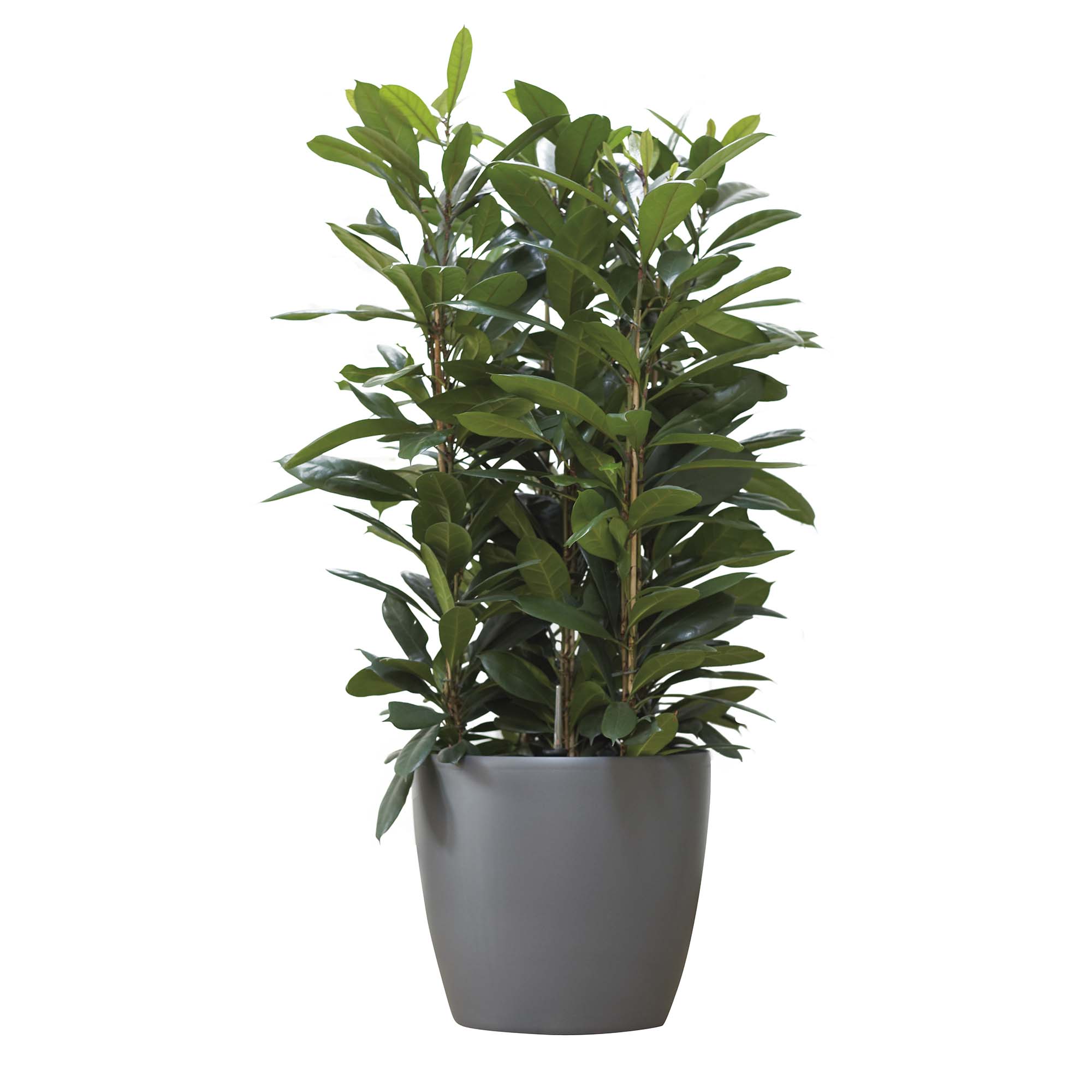 55160b30d817ded97c6cf4467406939a