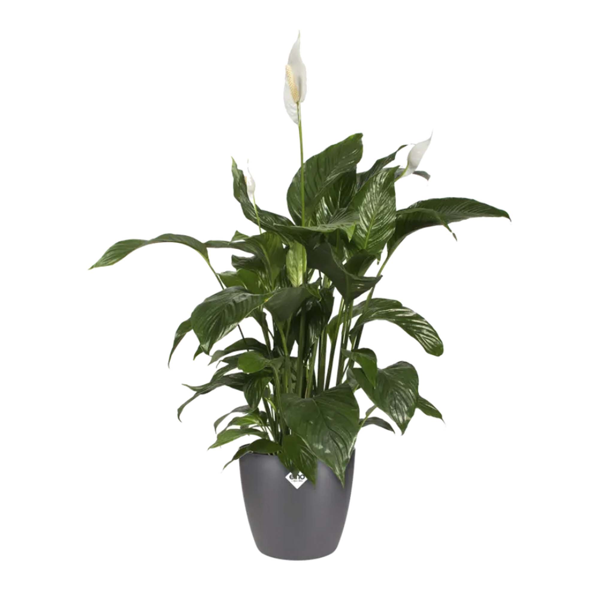 877ac51cb9702235d39feac106874d83