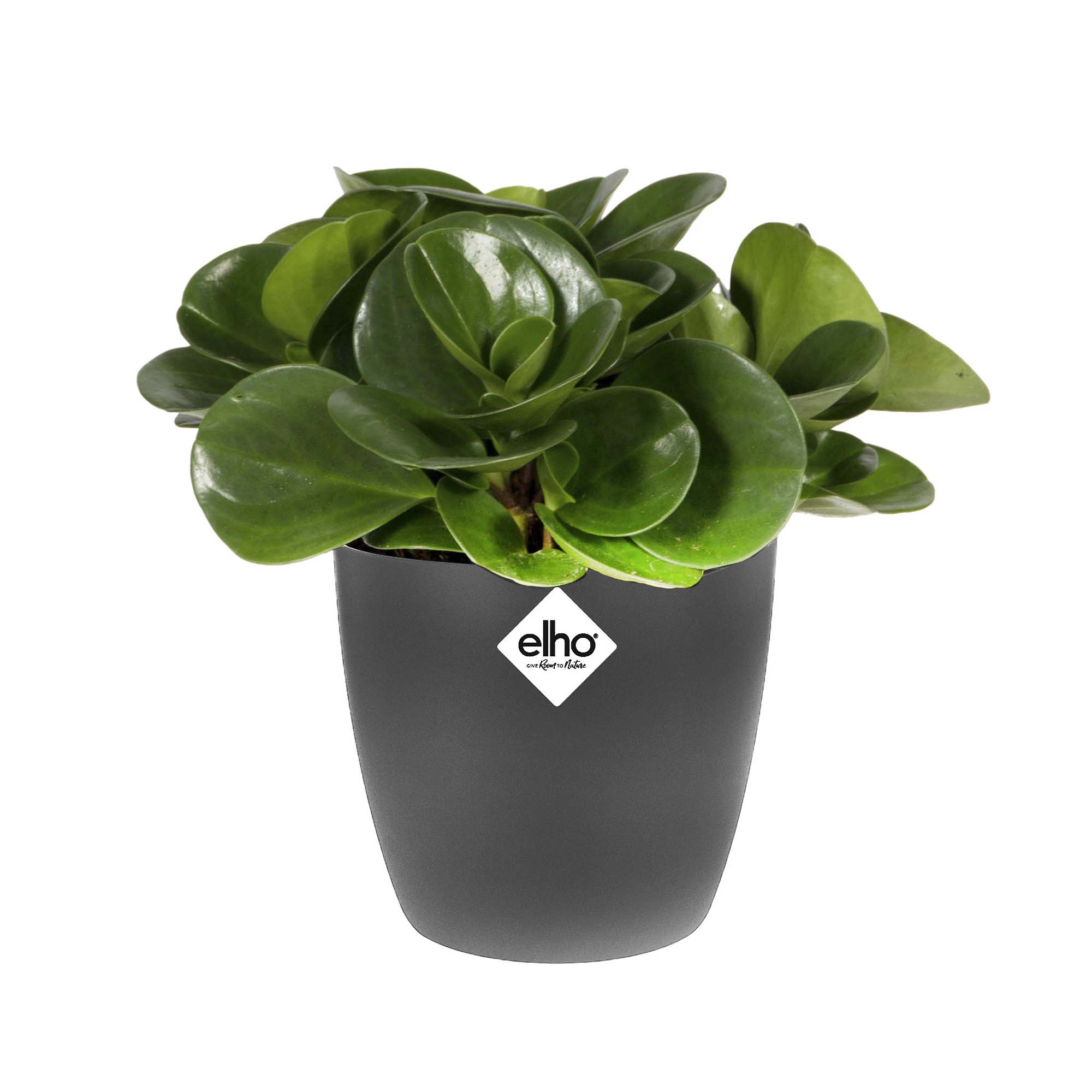 8a8778d7dd365a8cffcf3b9cd7a48200