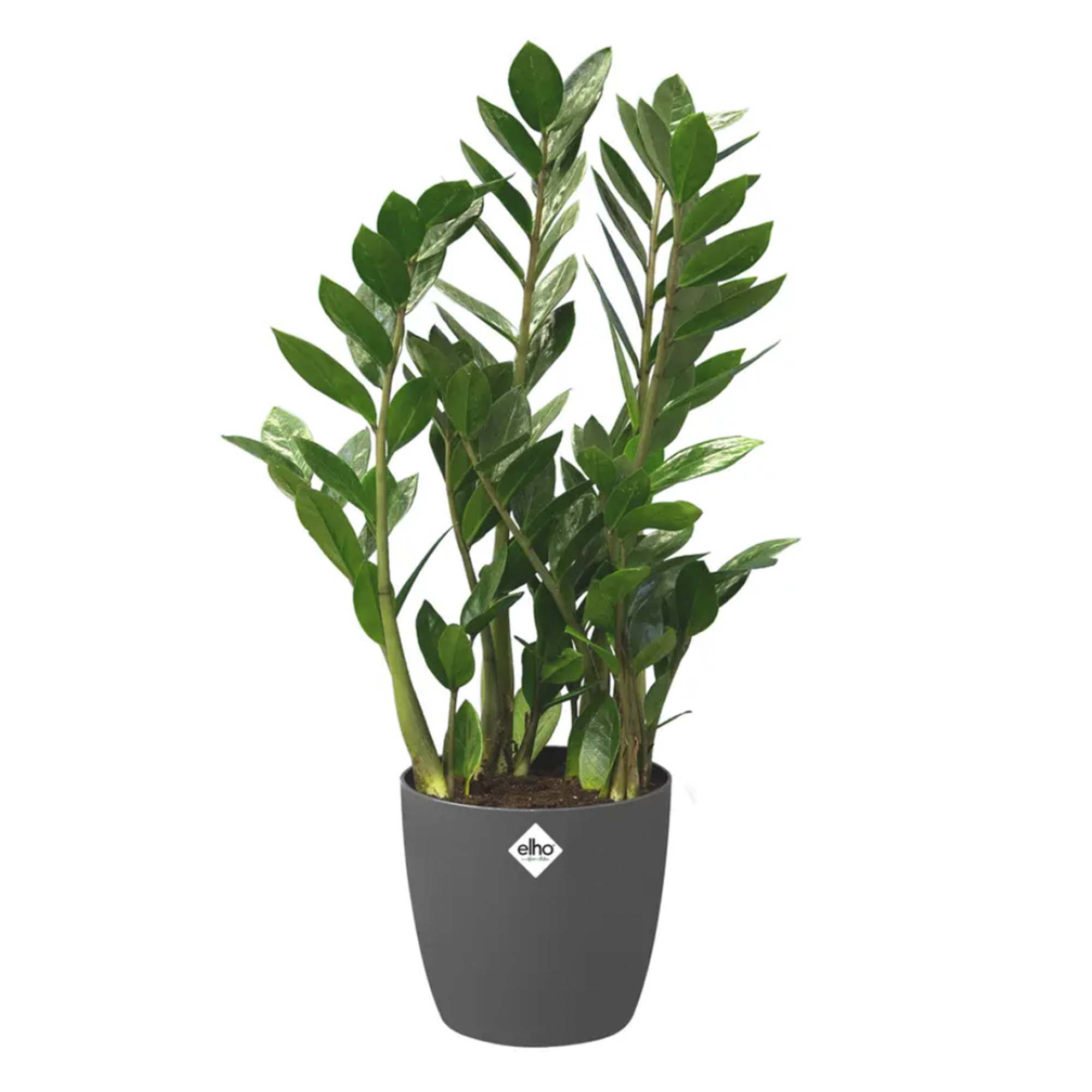 140203bdf31f0c255703bc41f41709f9