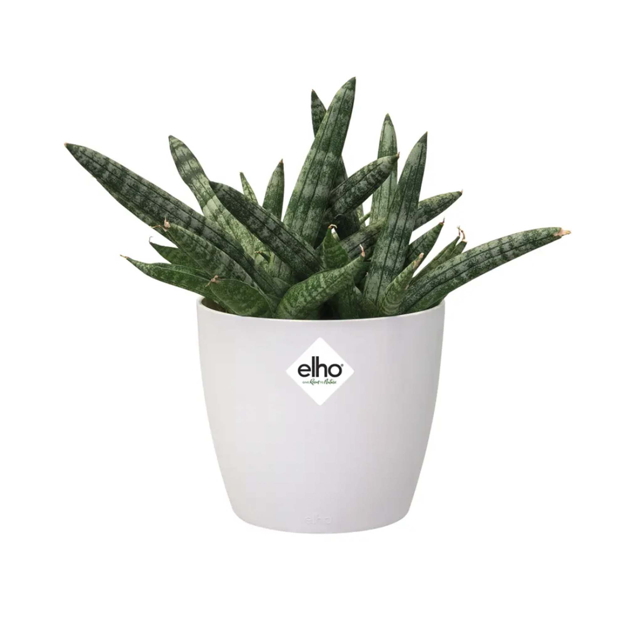 e6a2bb8423b6b593f5cb4e4c26e87baf