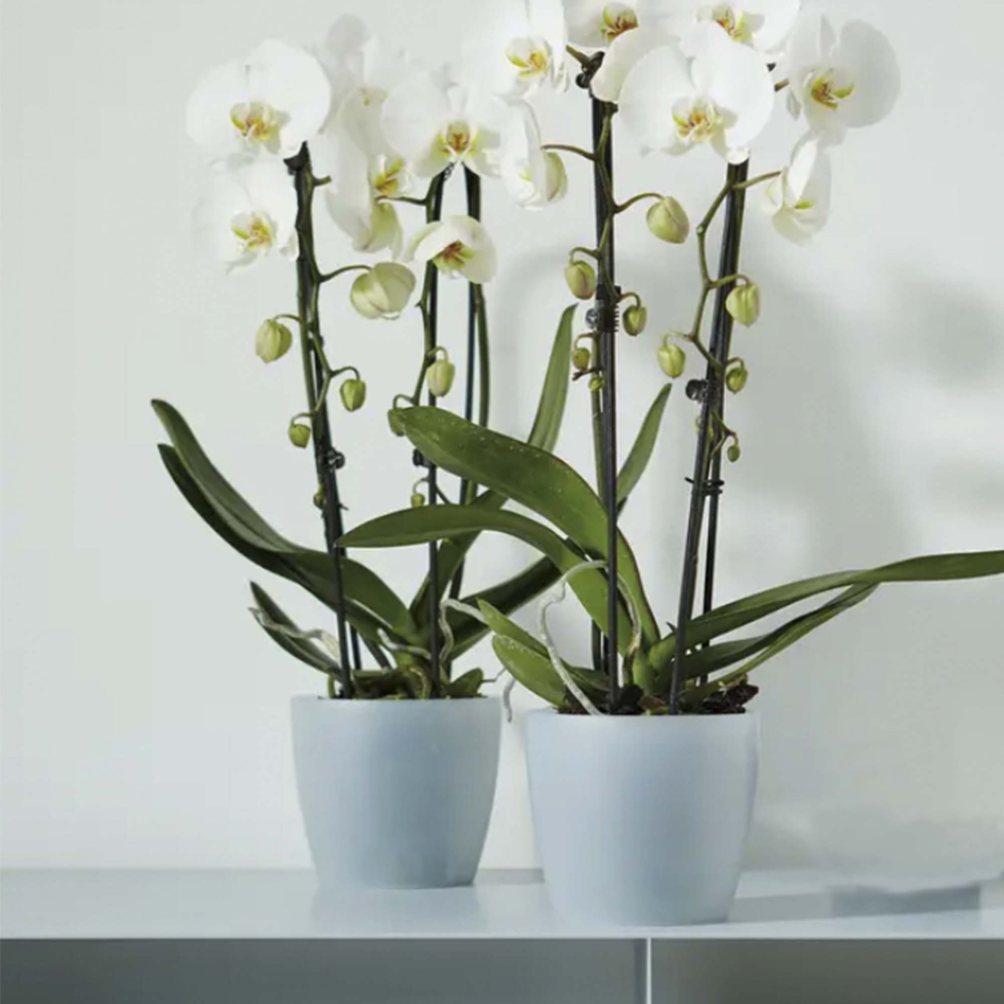 9850463294b3357fcce2a10b2ca96a25