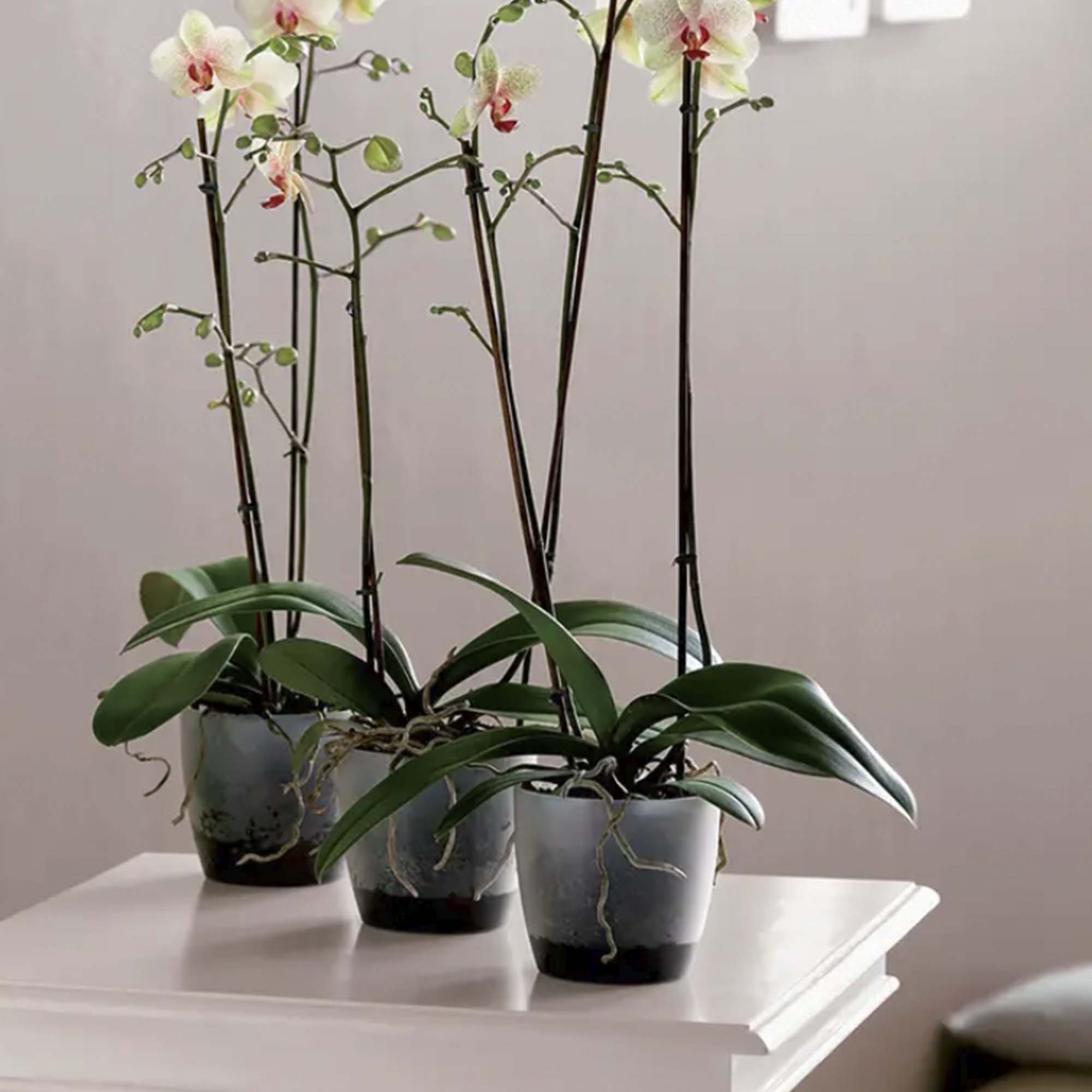 08f22678a5365b829c538dd3ad734513