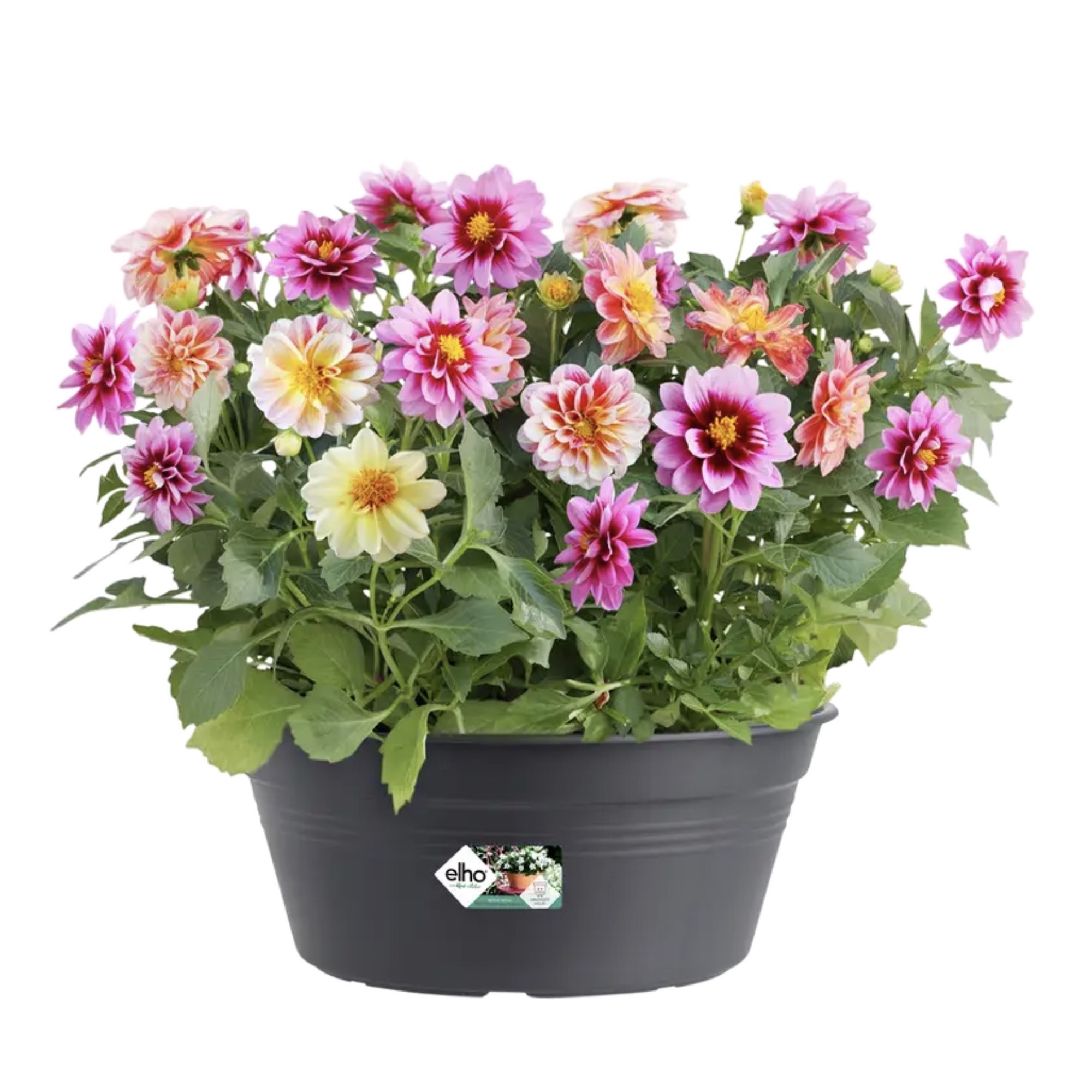 0c4c9f12e2ad67f555924a5a9336f685