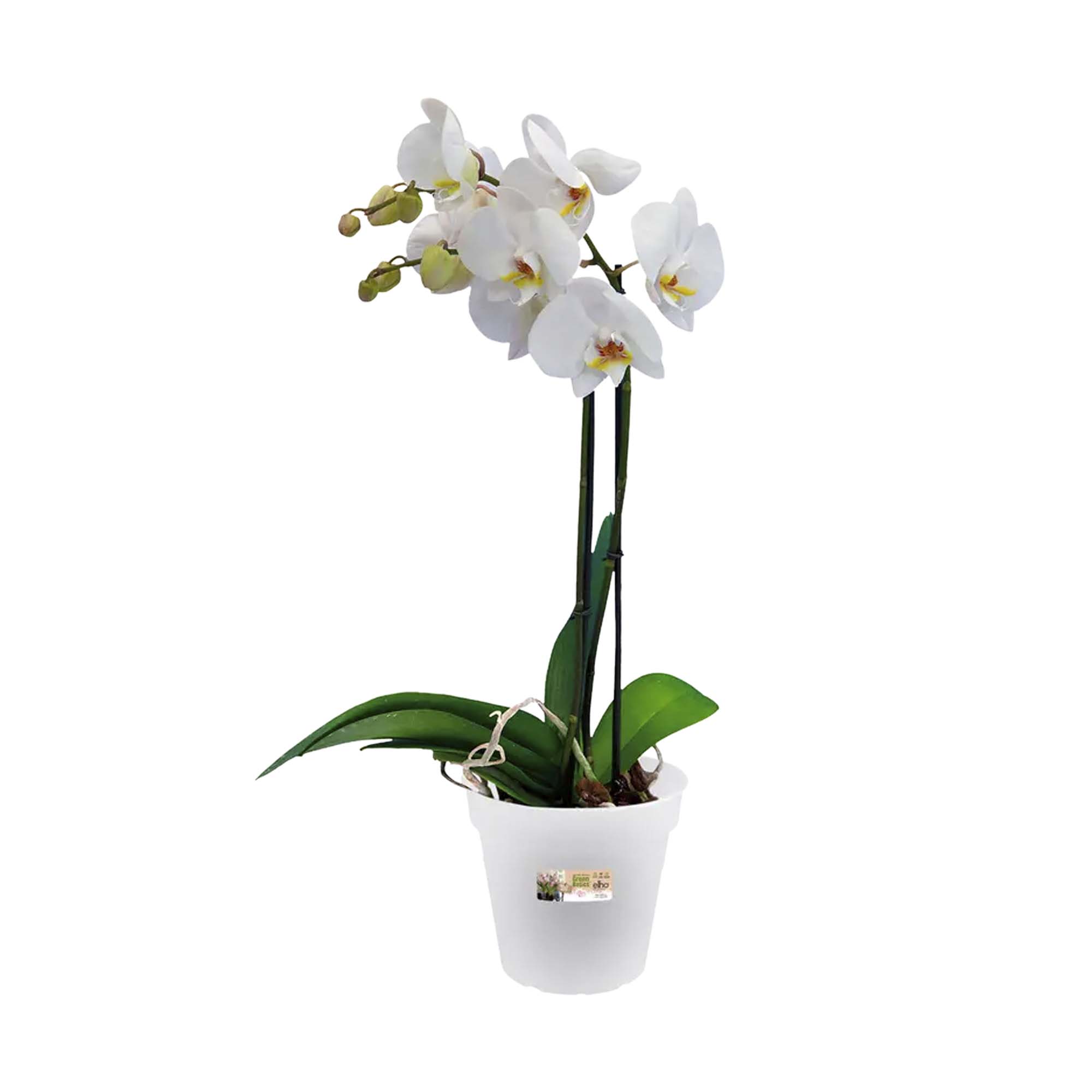 e98c09c0a1888f1e06ac8bc44788601f