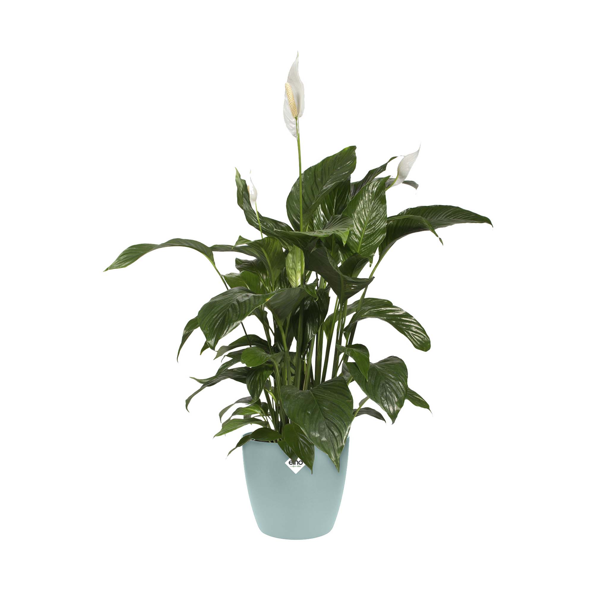 e42c55c80496d34451497392309d541b