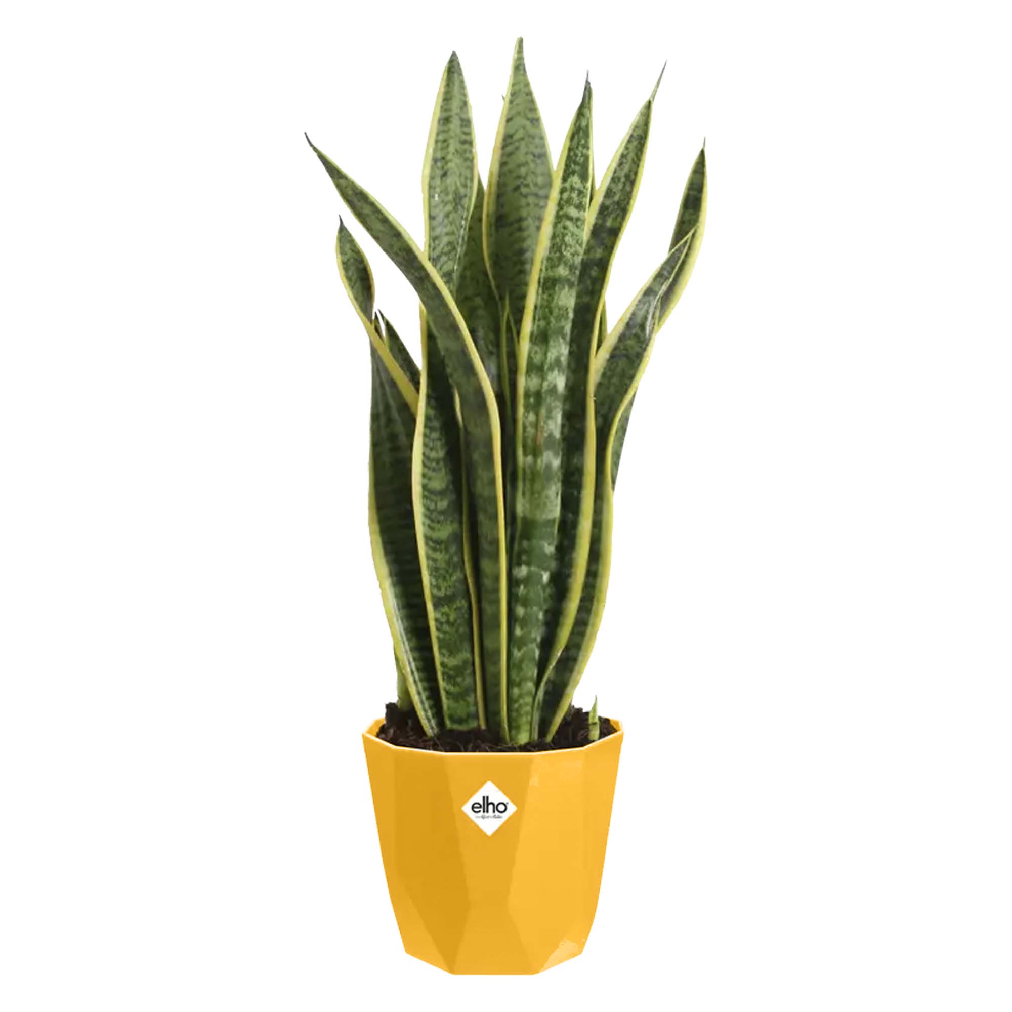 7187eddeaa55baea973a9160faca3354