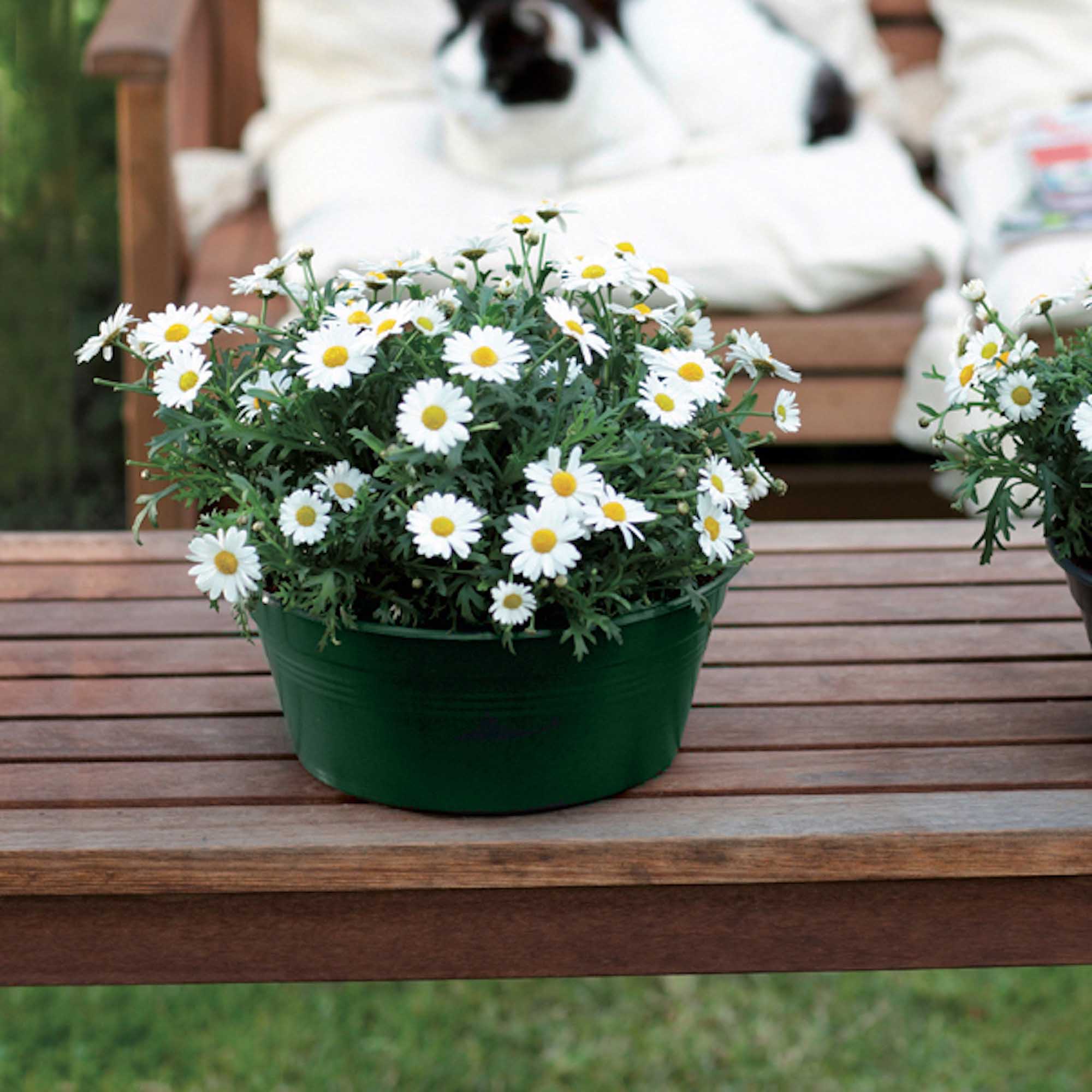 dfb907969fd6ec8f602c9c5f8f66ecf7