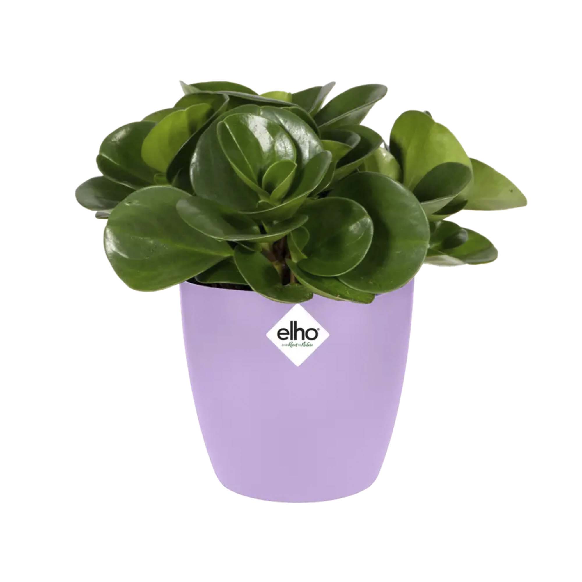 8de8e4b2584300af03ea30249c16a82c