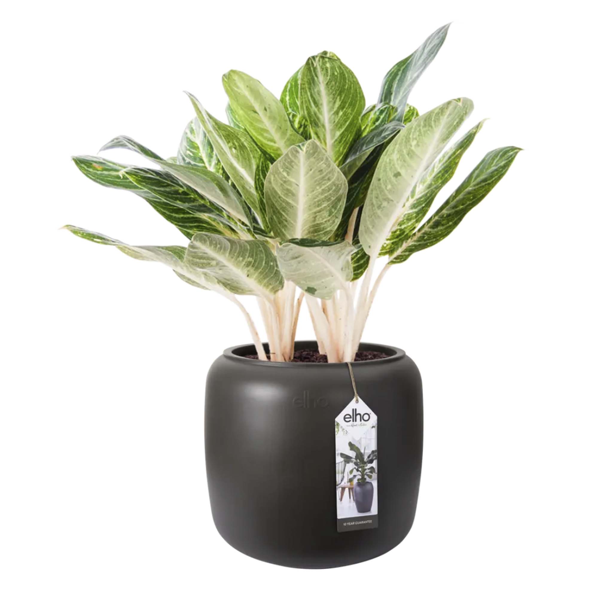 bc0055d205f4b5364ee81ebe0e3527ae