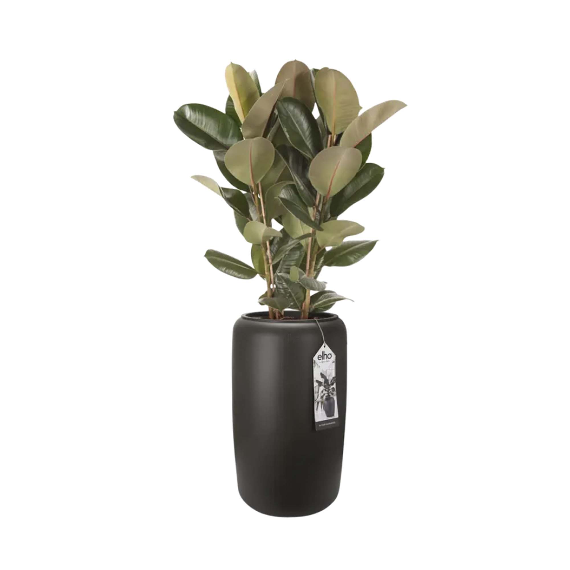 b3afa0a9855ca4613e6dcaff6e93603f