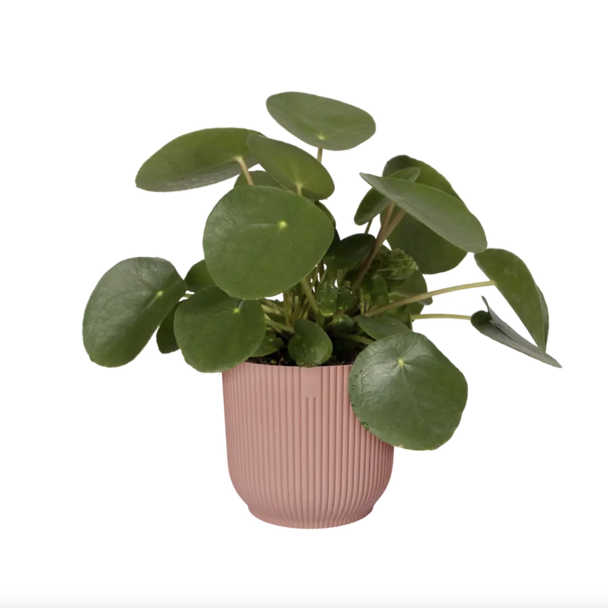 1044505b73e9492a90859bde3843aa43