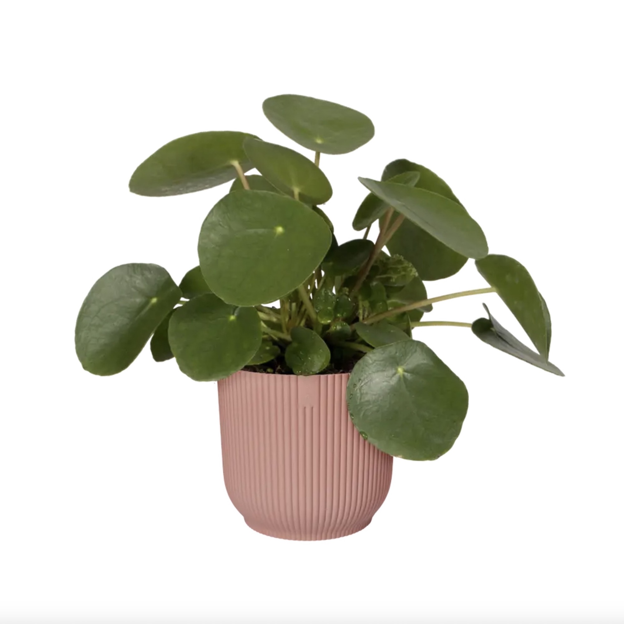 68e37a12765651d920b9d66bc6ca99b5