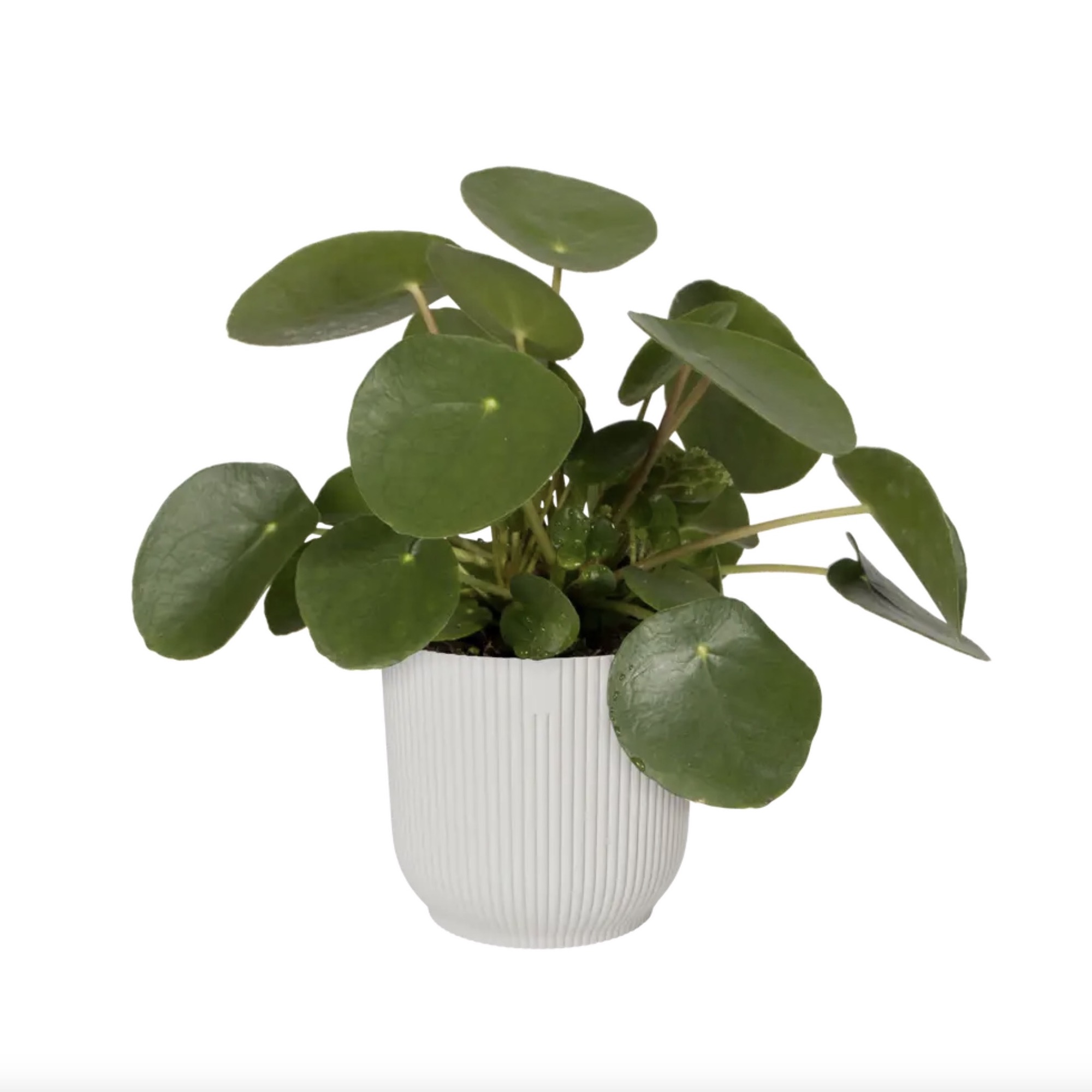 745f11867021d72f54c6d0f9b30e9c54