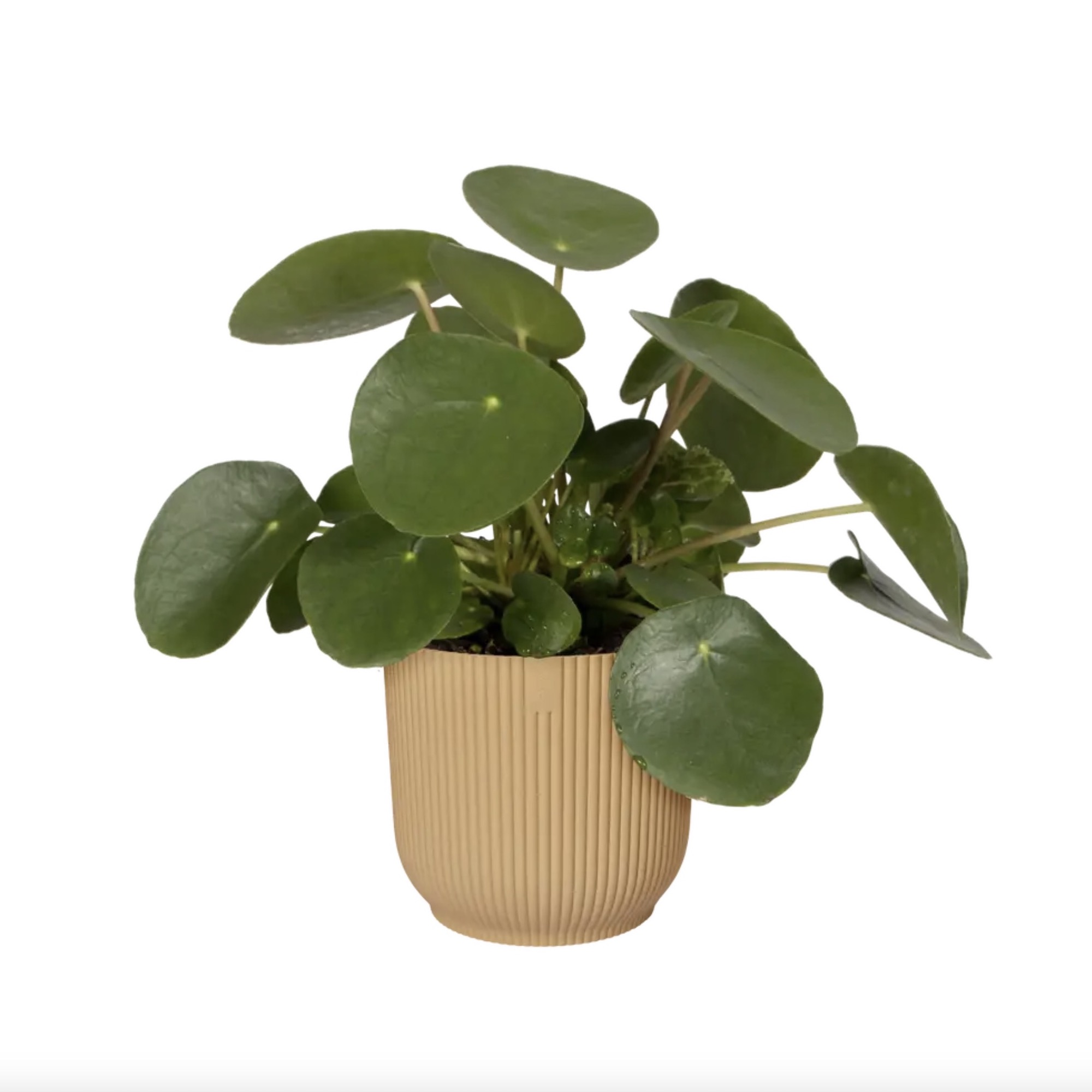 a18c7b3f42481aaa332b6f2dfe2e5b5c