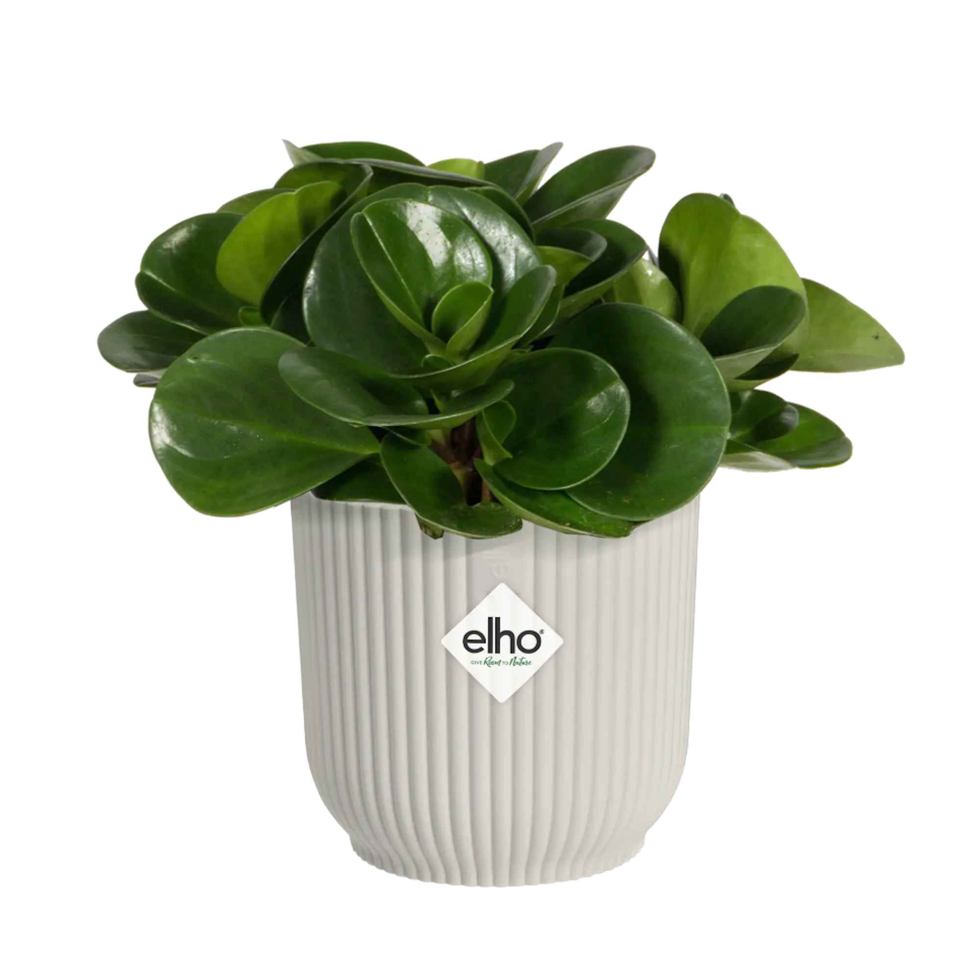 83c27b2a3d048edb9c6dceb104bf0bc1