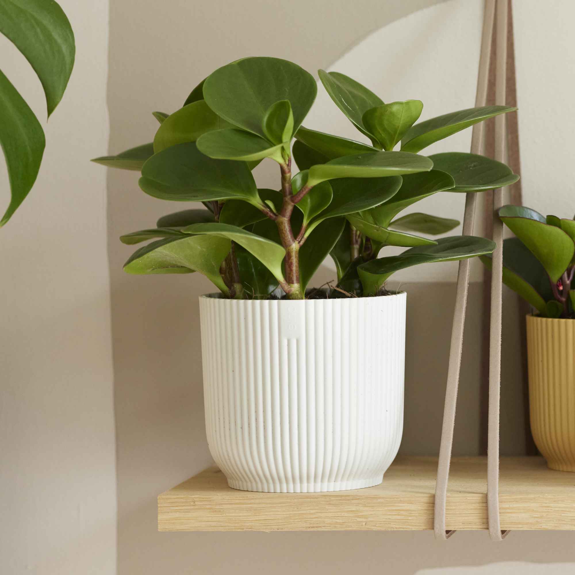 3113b0d9f7e17a07a1a5db745e7483c0