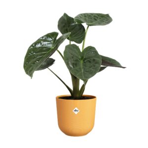 77b040ab2be1b790ee831d385e92dbf6