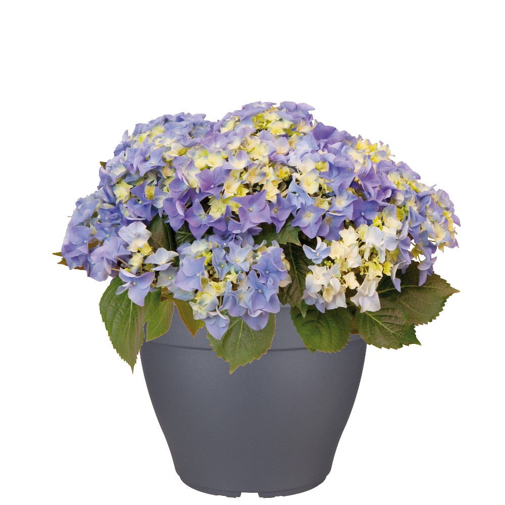 11729396c1c9ffff0a8359e4f65b2a2e