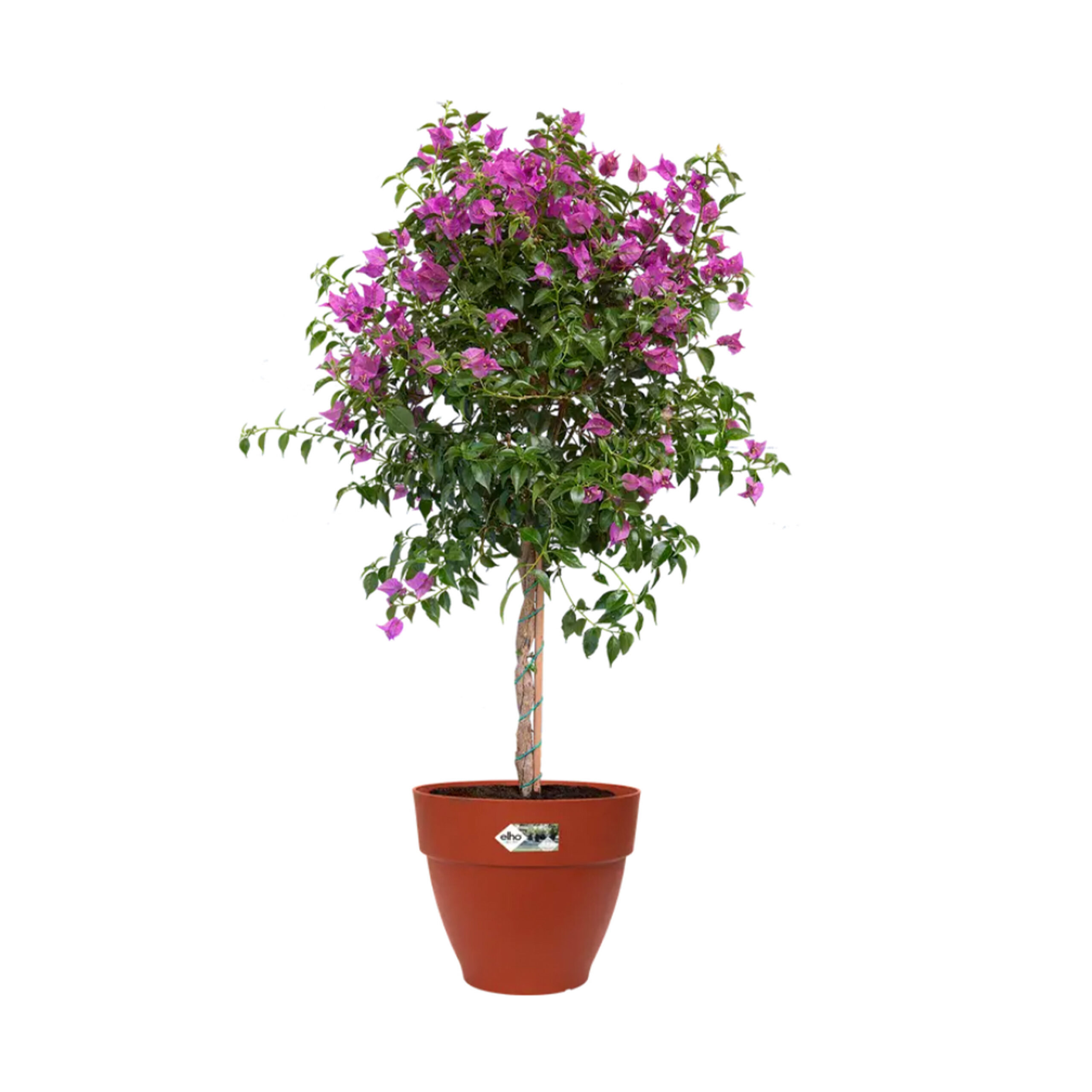 36f5cceff0506f2a6e23cf5c79407382