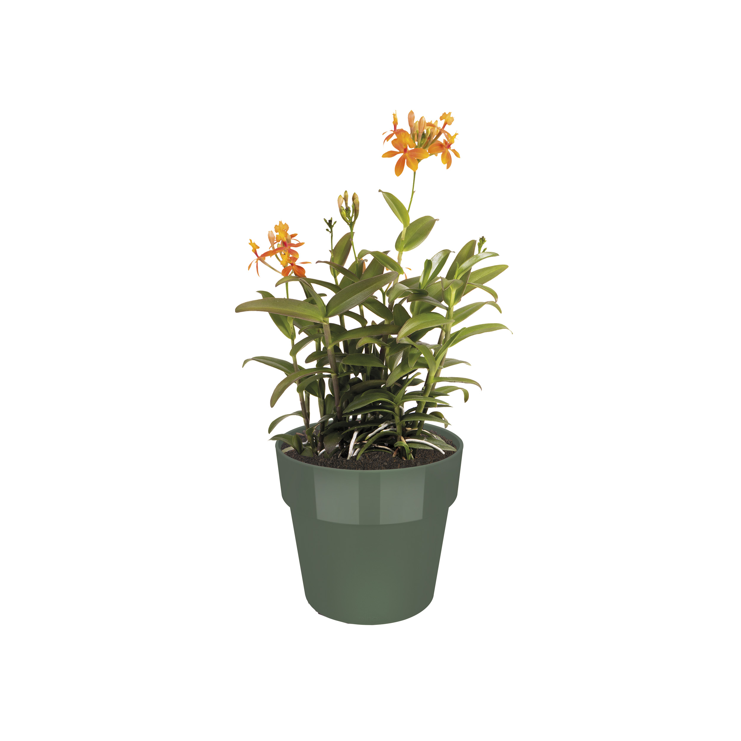 04050af82f4c7653191cb66c215a320f