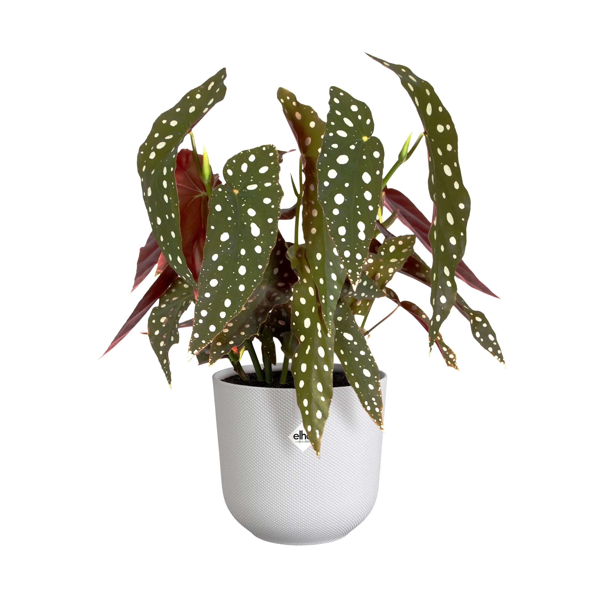 8119b11baaa846065f2729b40ce61132