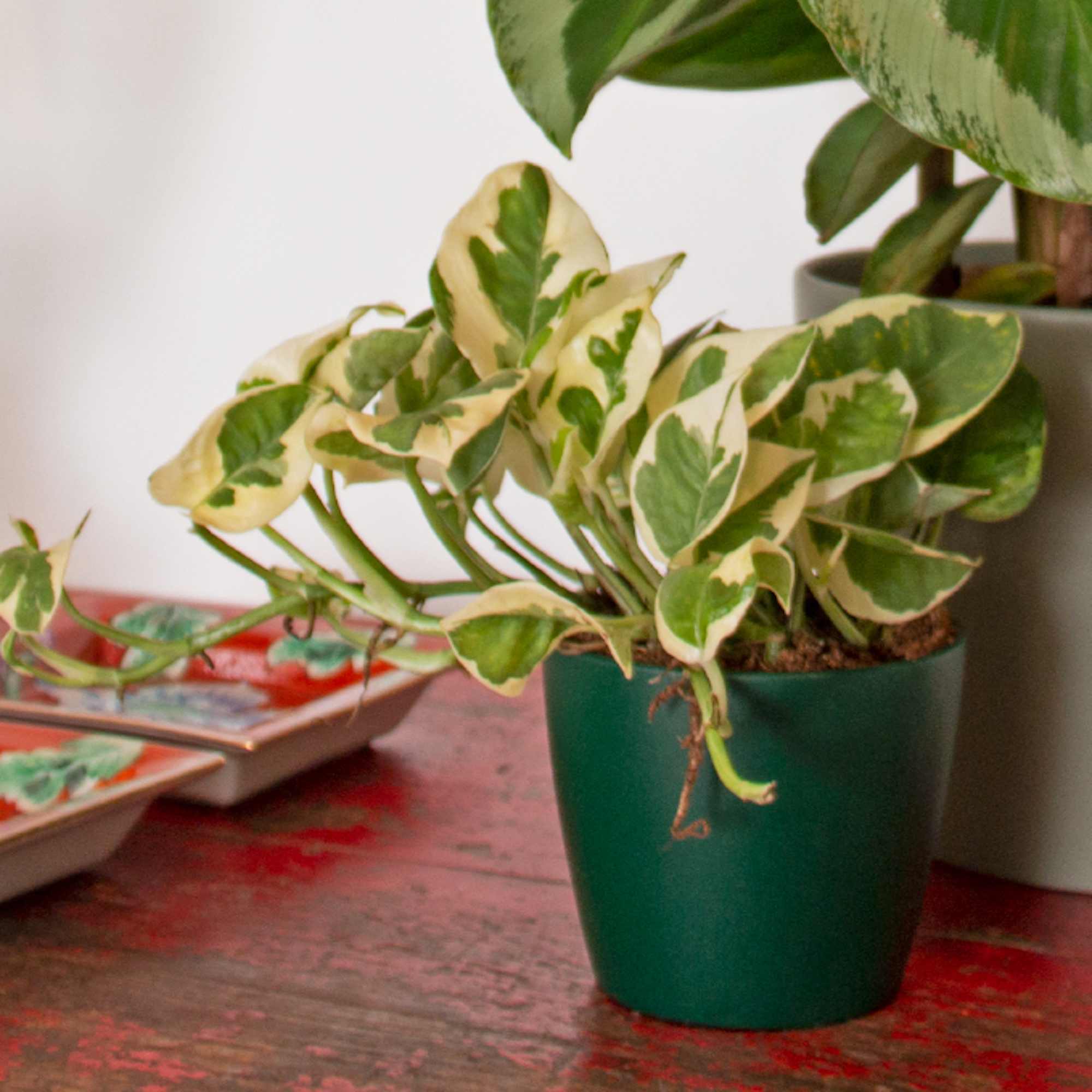 a86a8bc3c4180a535dbfdbf062b022ac