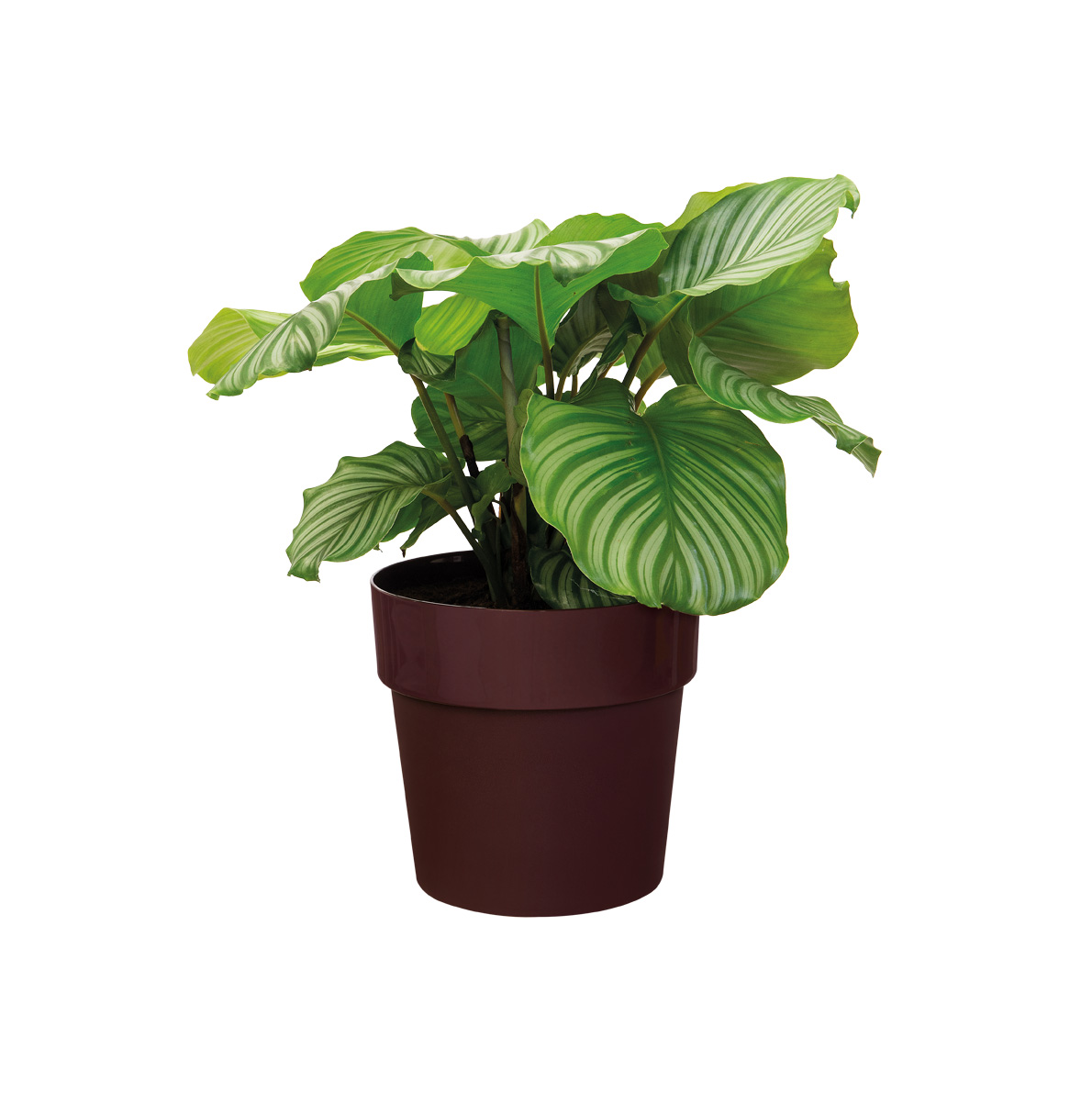 153215bf2138f06aa74183d56ff1ffbd