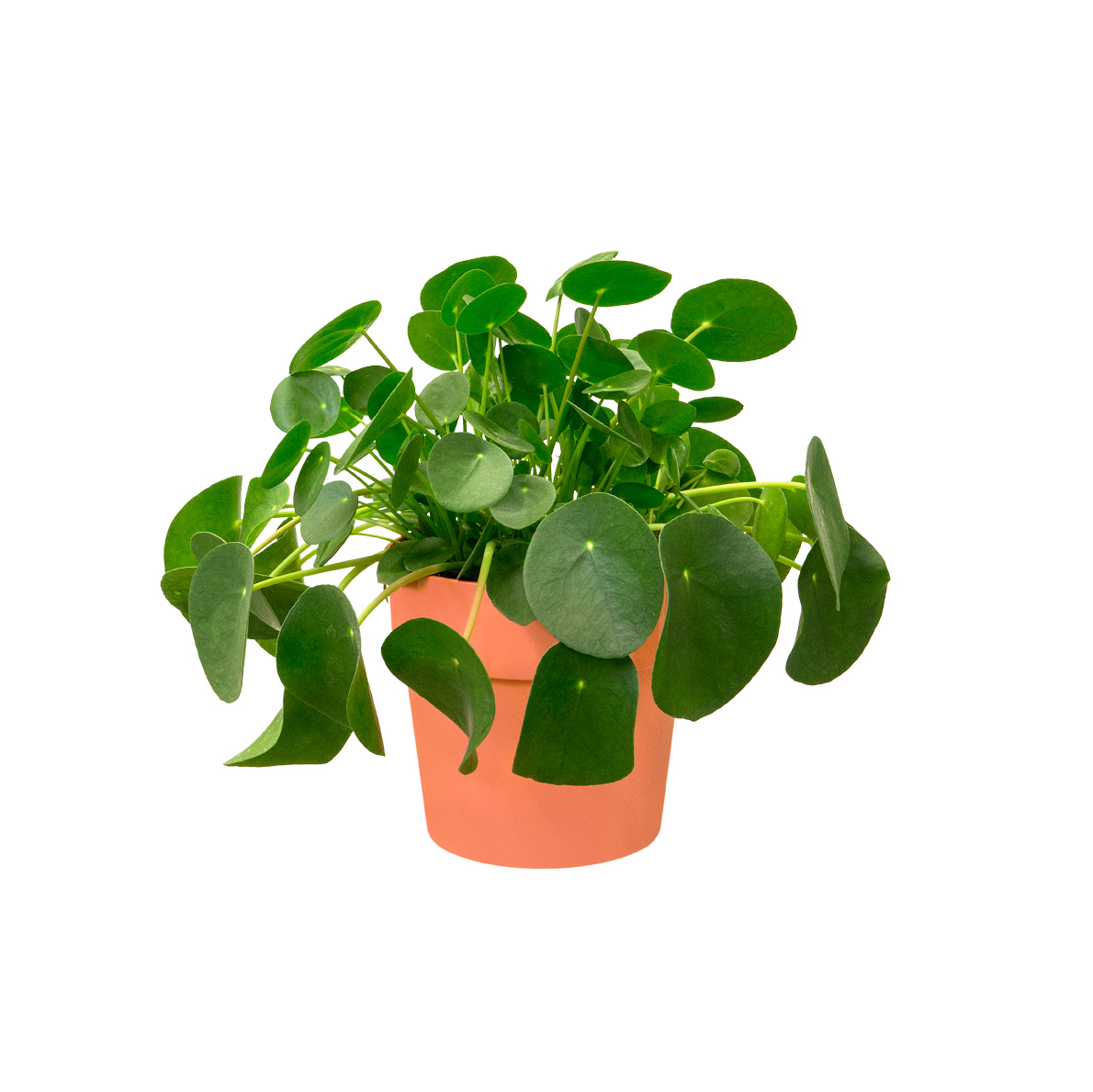 49db68c5c343a7ec494d997a6bf4c513