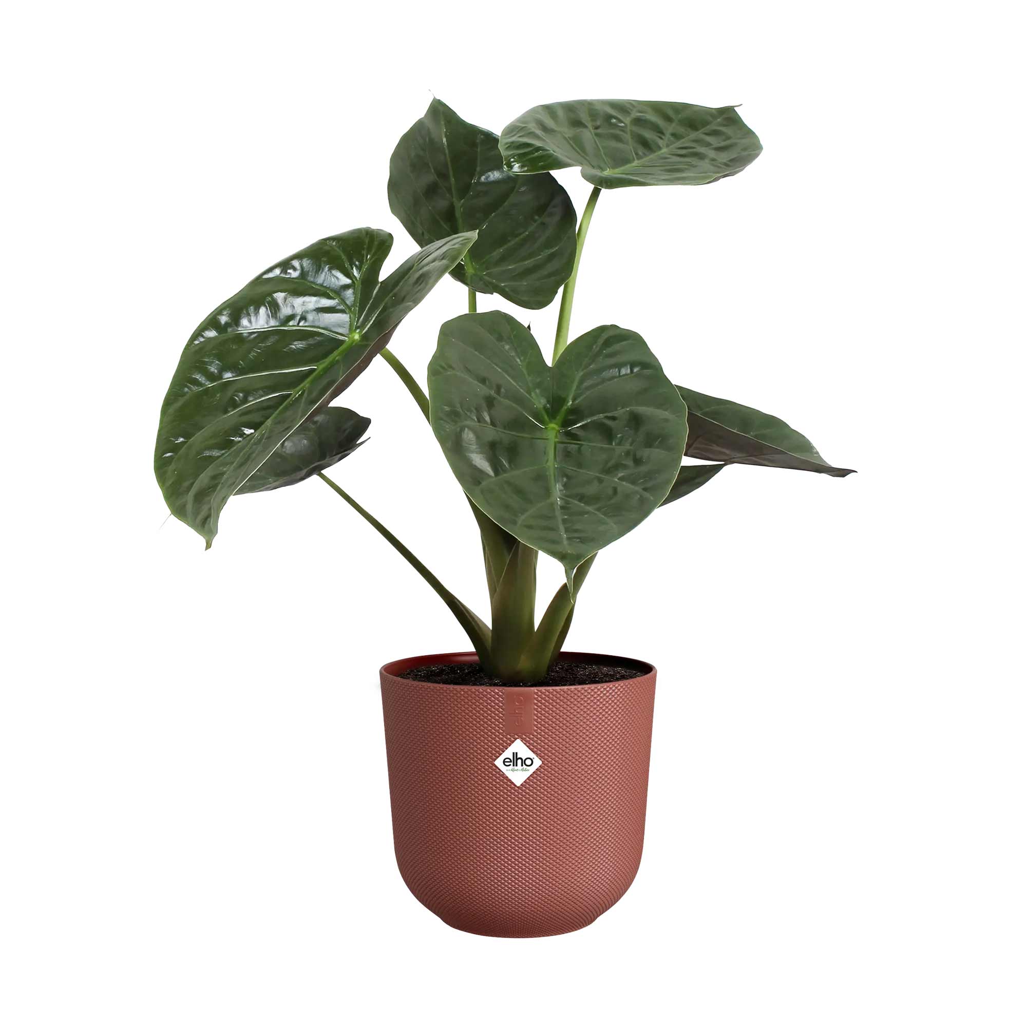 2977879a775b1c196c3ff7d69a0f7b98