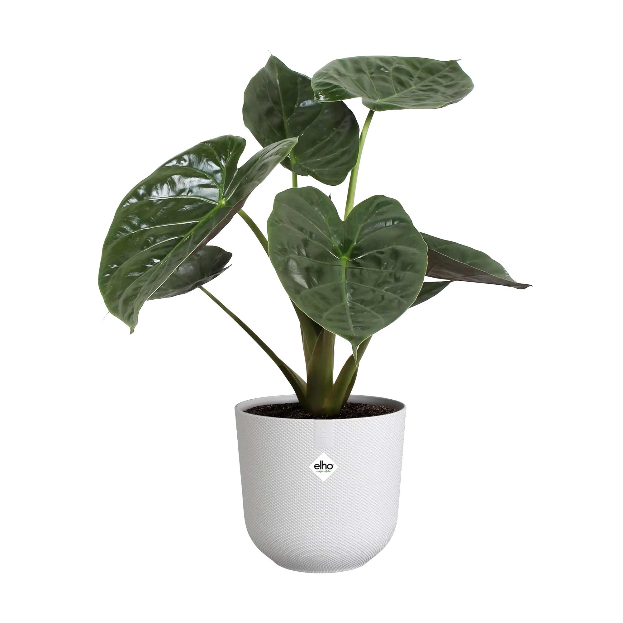 a27823ef80e55de96b7e9ca25d1f8602