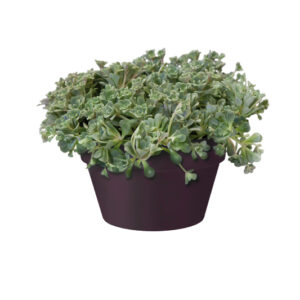 f932ad1219a16f37f4399260f526e189