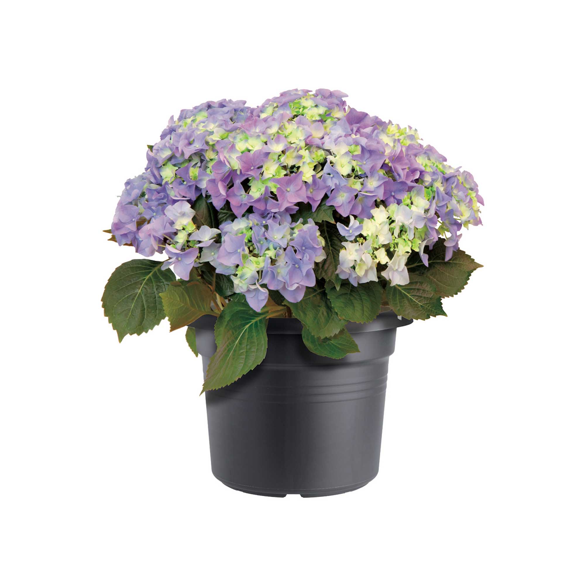 0537cdab9d9873508690e1b4d6b46236