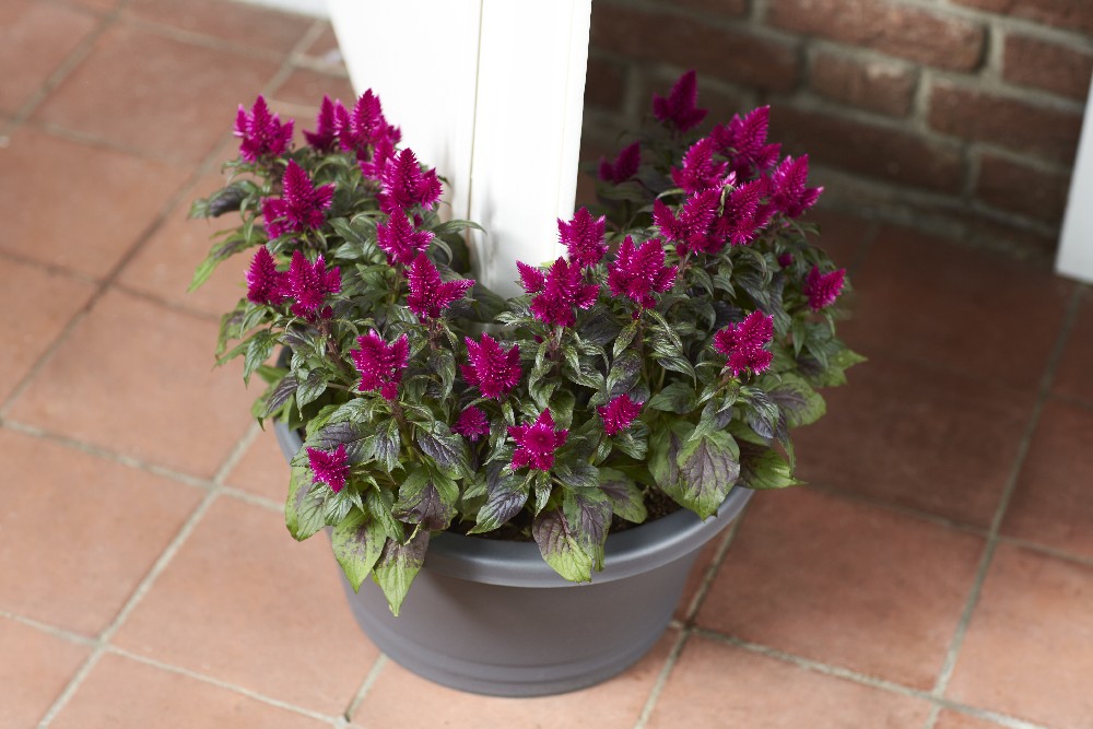 c717fa86d74b5c896acac697fe9f19d6