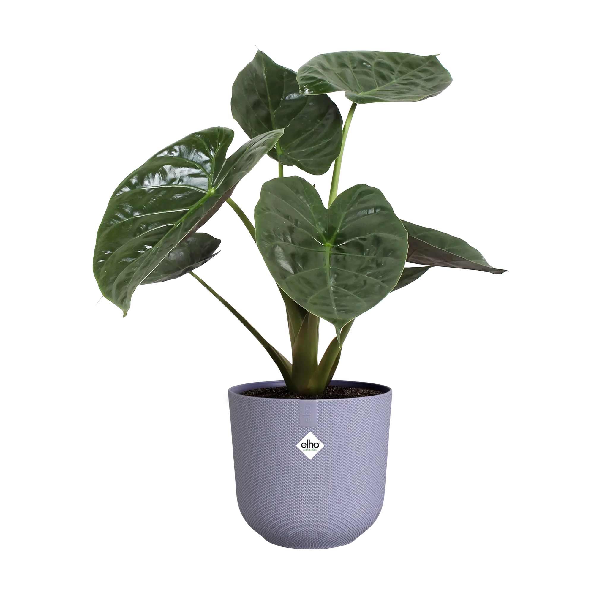 afdf6070735c5aa9e711ace630788d19